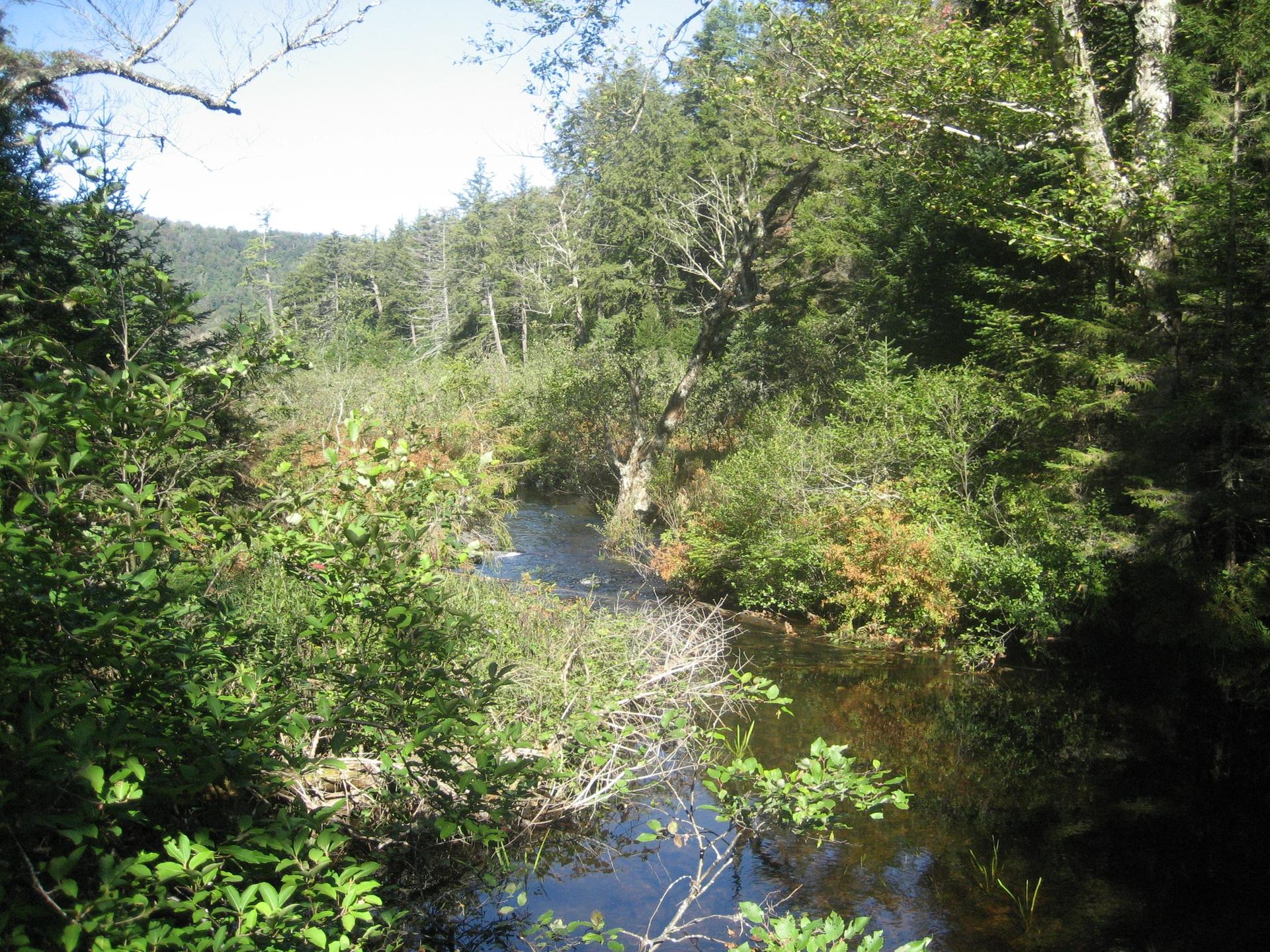 A narrow stream flows through a dense, sunlit forest with lush green trees.