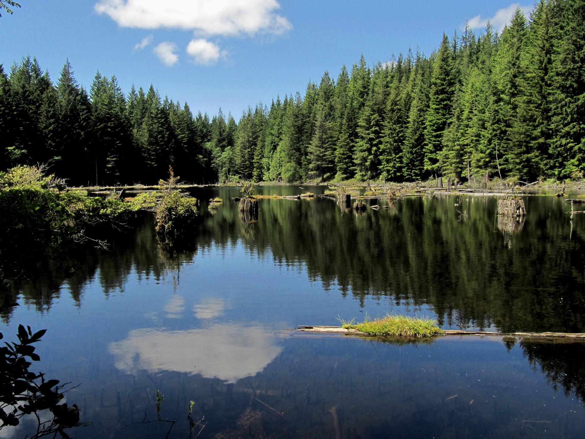 A calm lake reflects a dense pine forest under a bright blue sky.