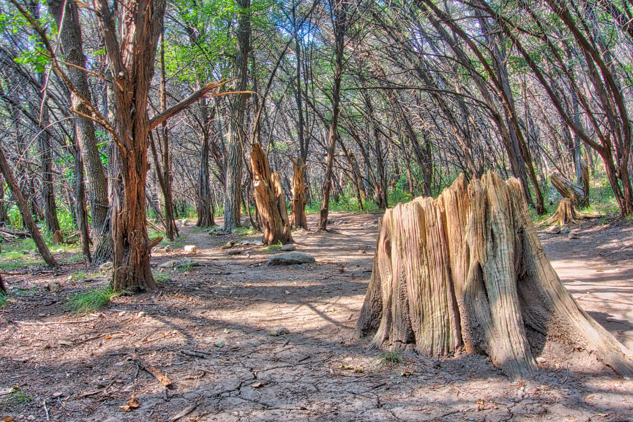 A large tree stump sits on a dry path in a sunlit, dense forest. - Emma Long Cliff Loop