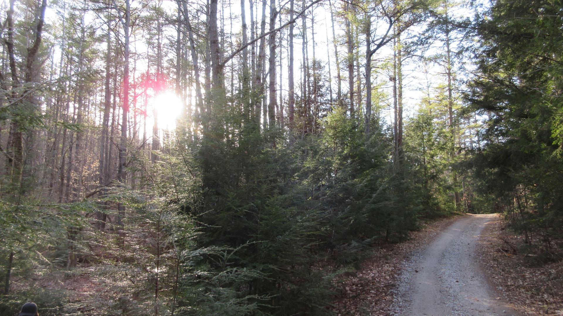 Sun shines through a mixed forest with a diverging dirt path.