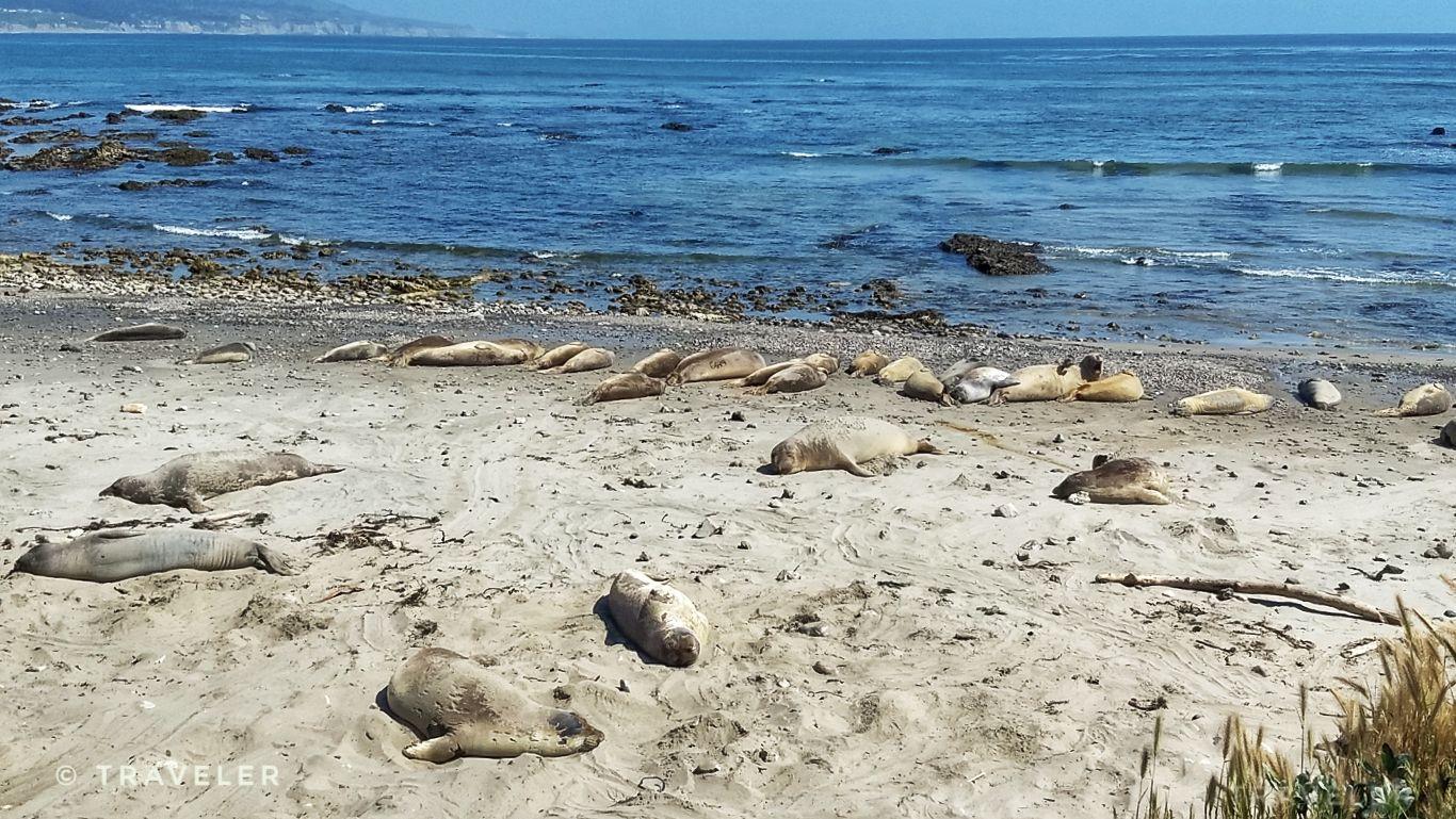 Numerous seals resting on a sandy beach next to the ocean under clear skies.