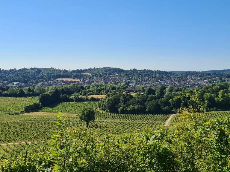 The North Downs Way, Ranmore Common, Abinger Roughs & Denbies Vineyard ...