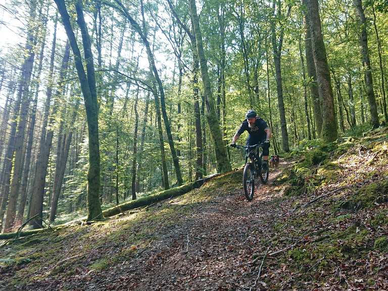 Brechfa forest 2024 mountain biking