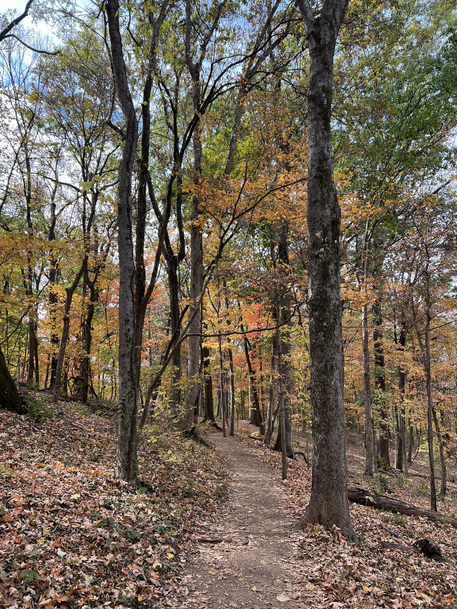 Leaf-covered trail through a forest with autumn-colored trees.