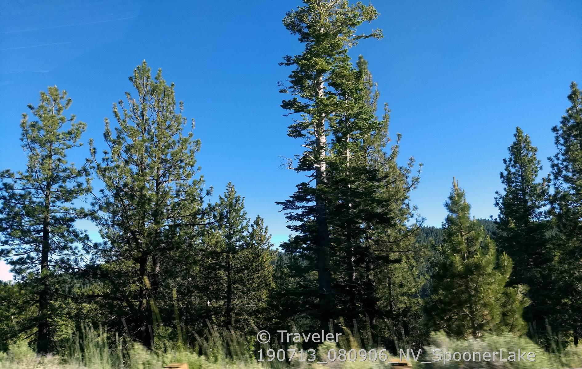 Tall pine trees stand against a clear, vibrant blue sky.