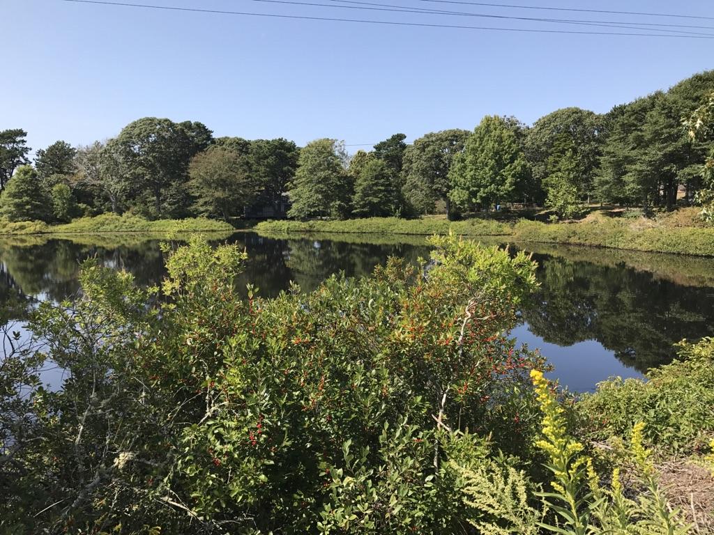 Calm lake reflecting green trees under a bright blue sky.