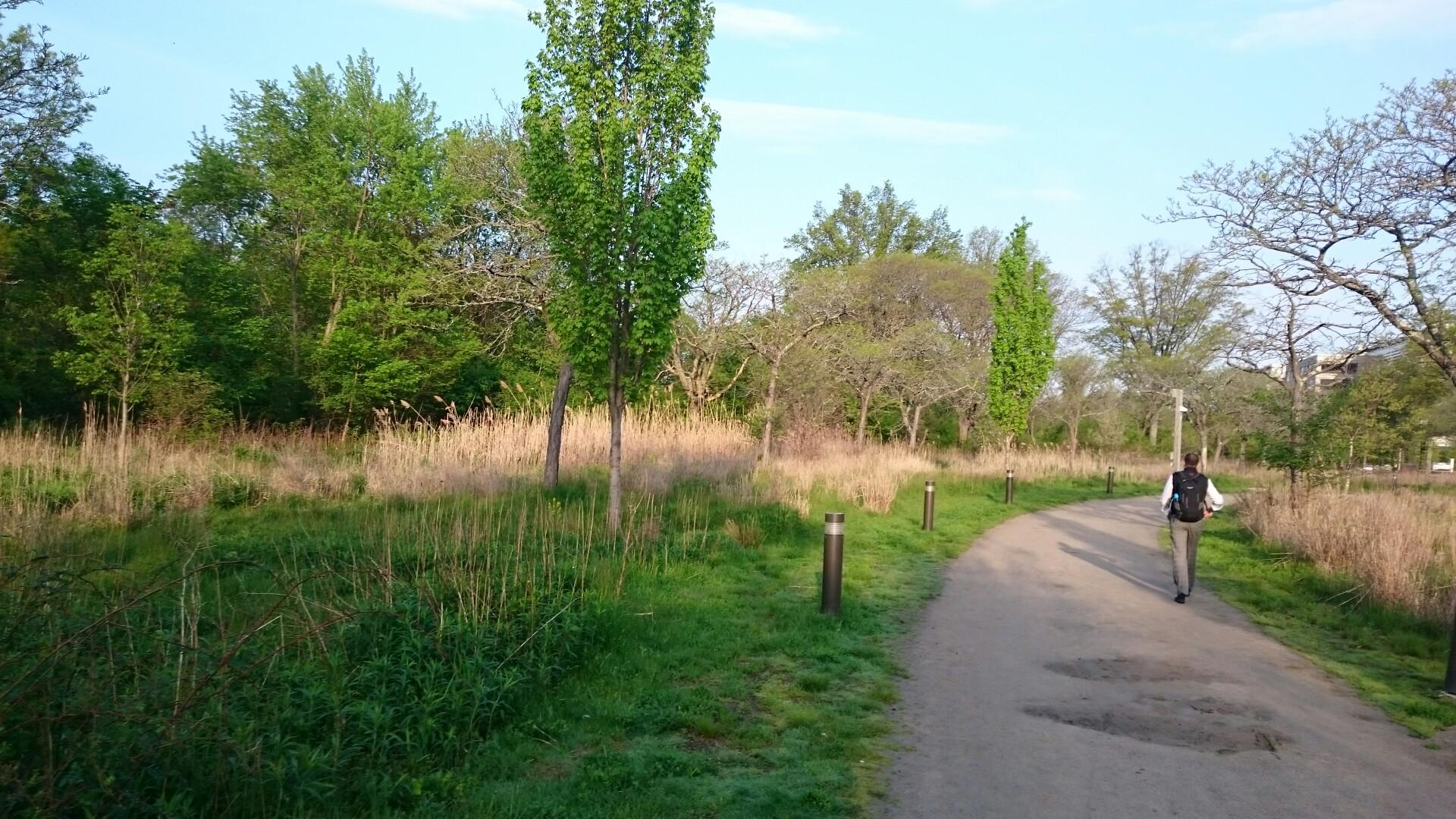 A person walks on a dirt path through a grassy field under bright daylight.