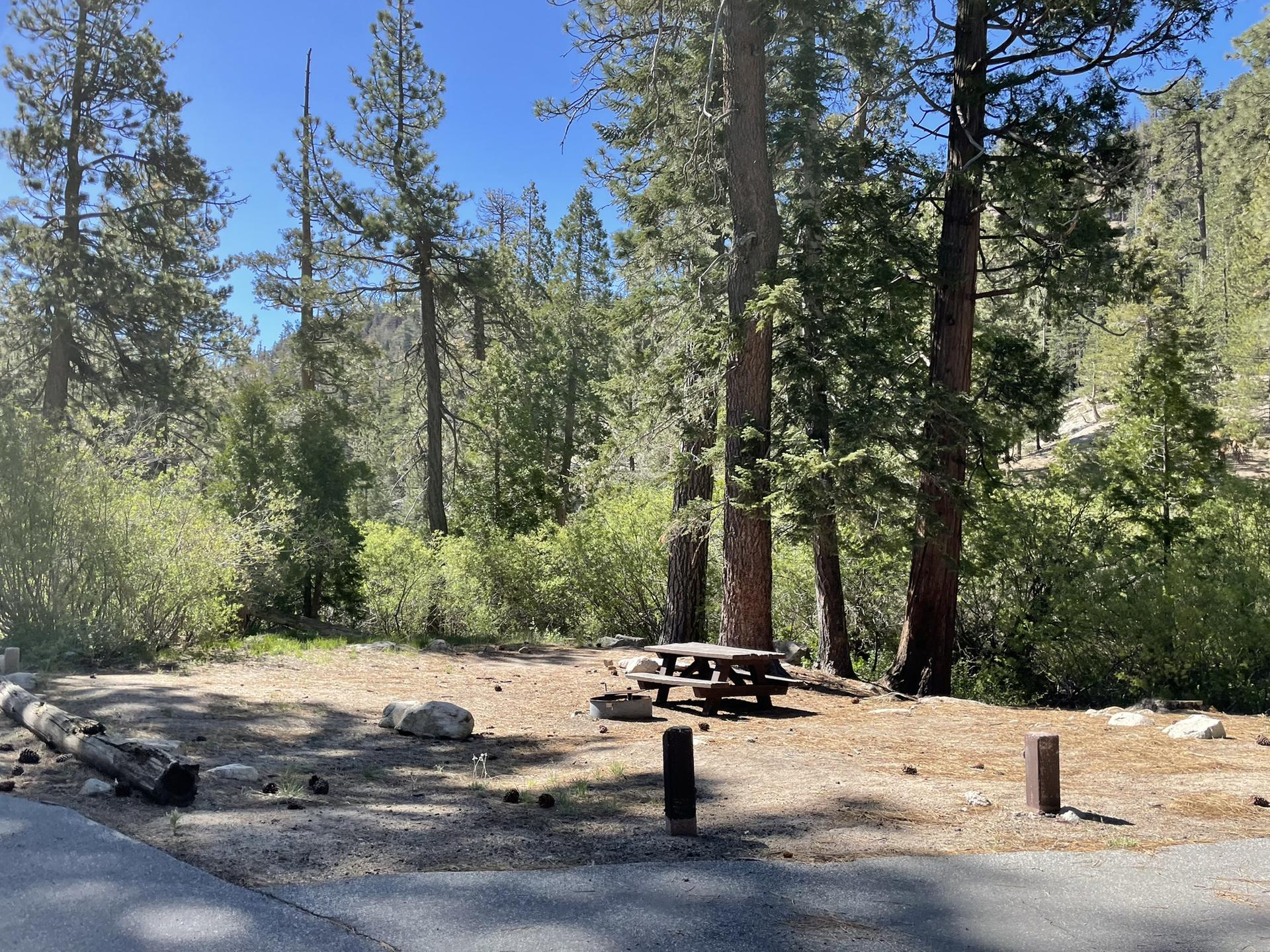 Sunny forest campsite with a picnic table and tall pine trees.