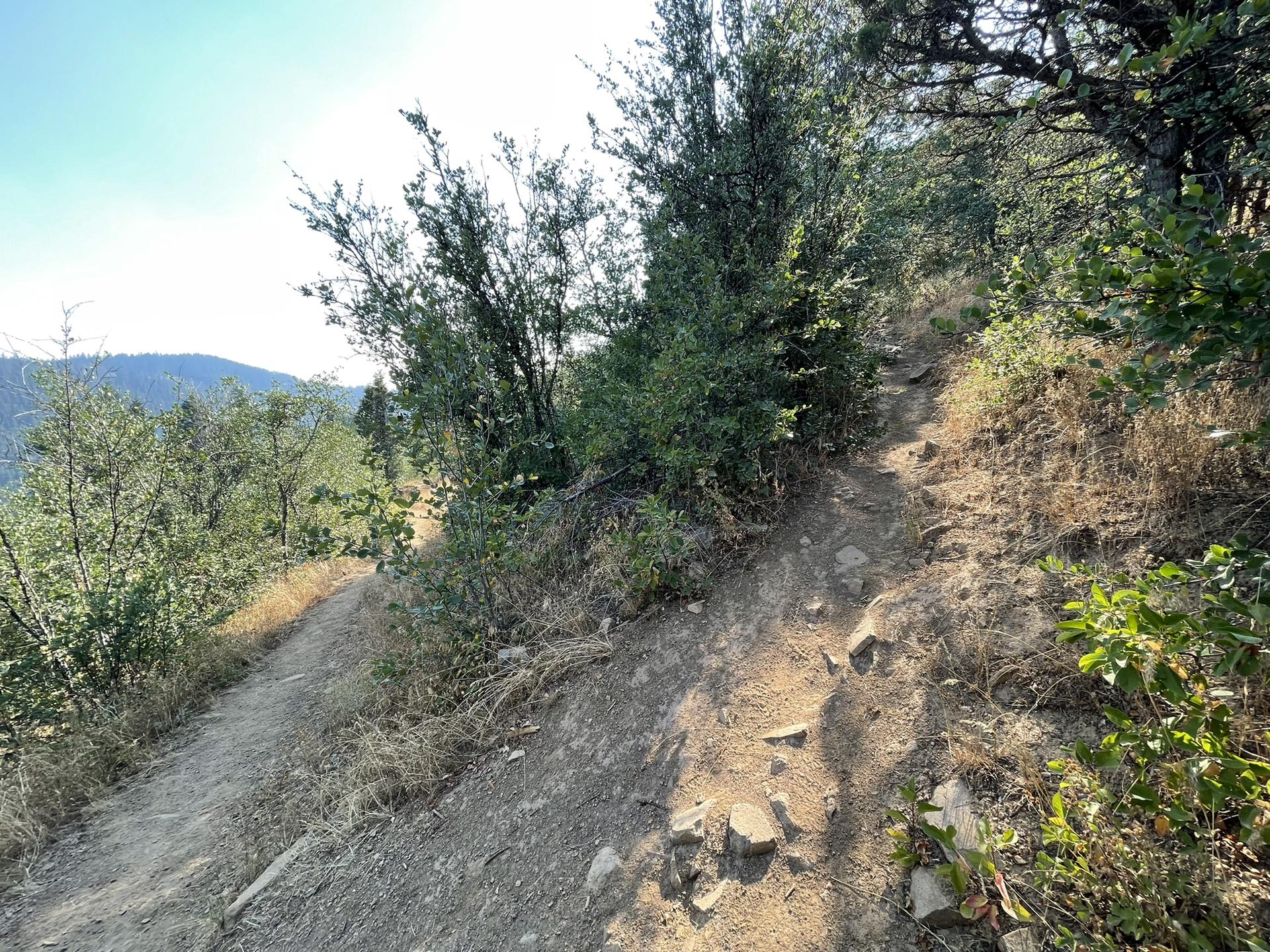 Two dirt trails diverge on a sunny, brushy hillside with distant mountains.