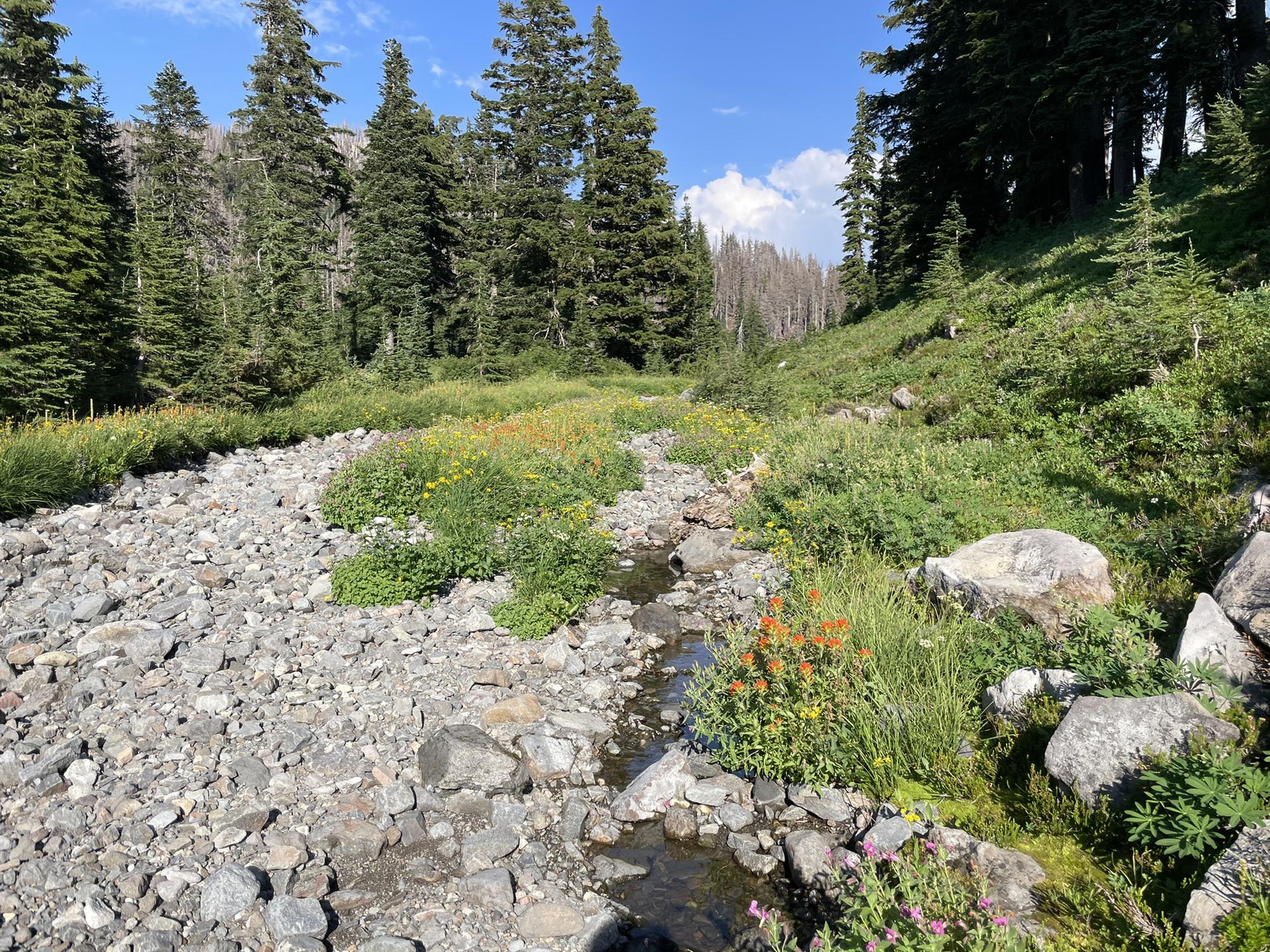 Rocky stream bed with wildflowers and green foliage in a sunny forest.