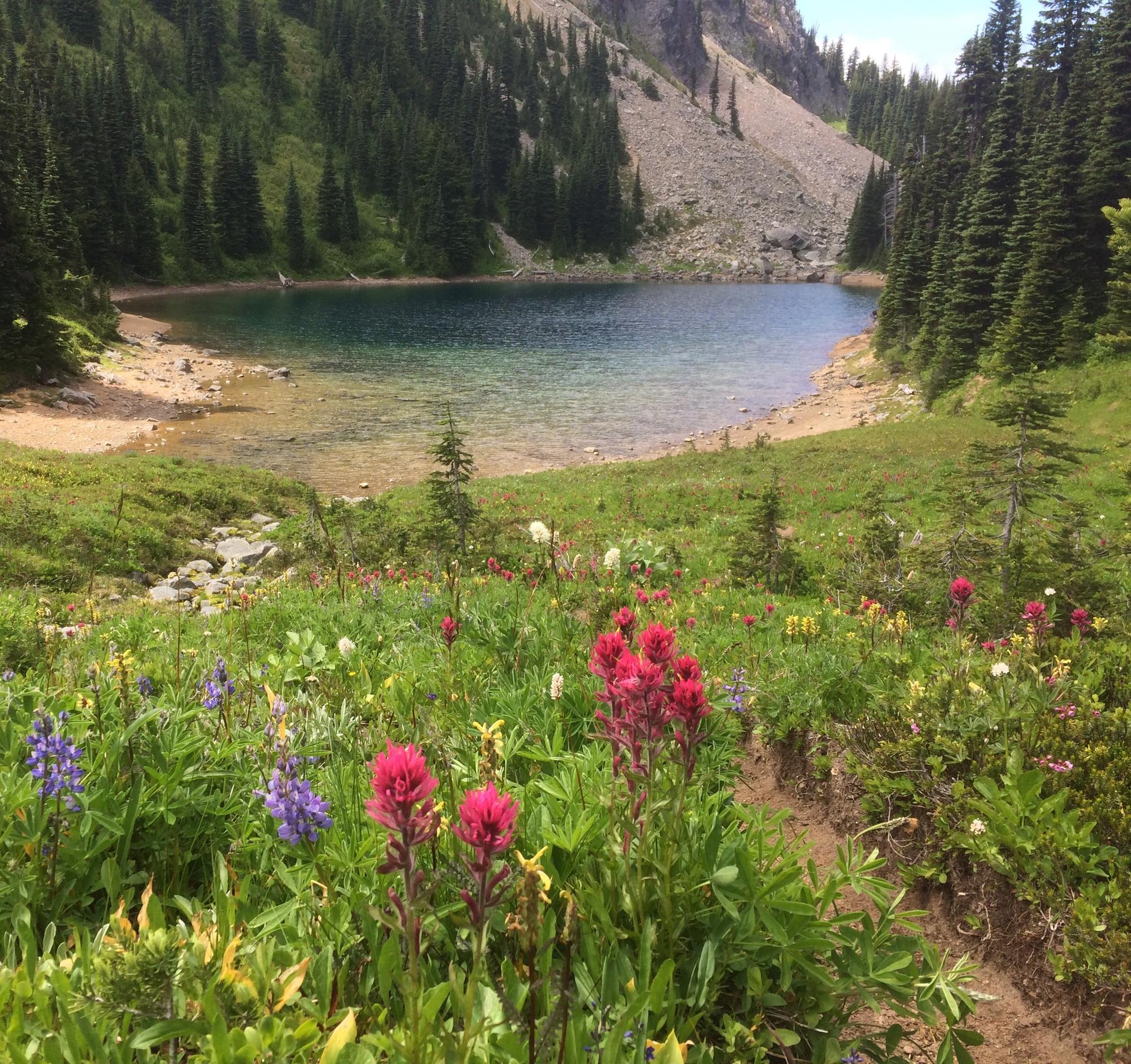 Colorful wildflowers frame a clear lake and steep forested mountains in bright daylight.