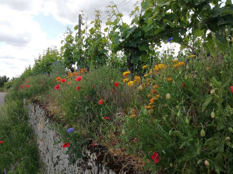 Blick auf Ungstein Routes for Walking and Hiking | Komoot