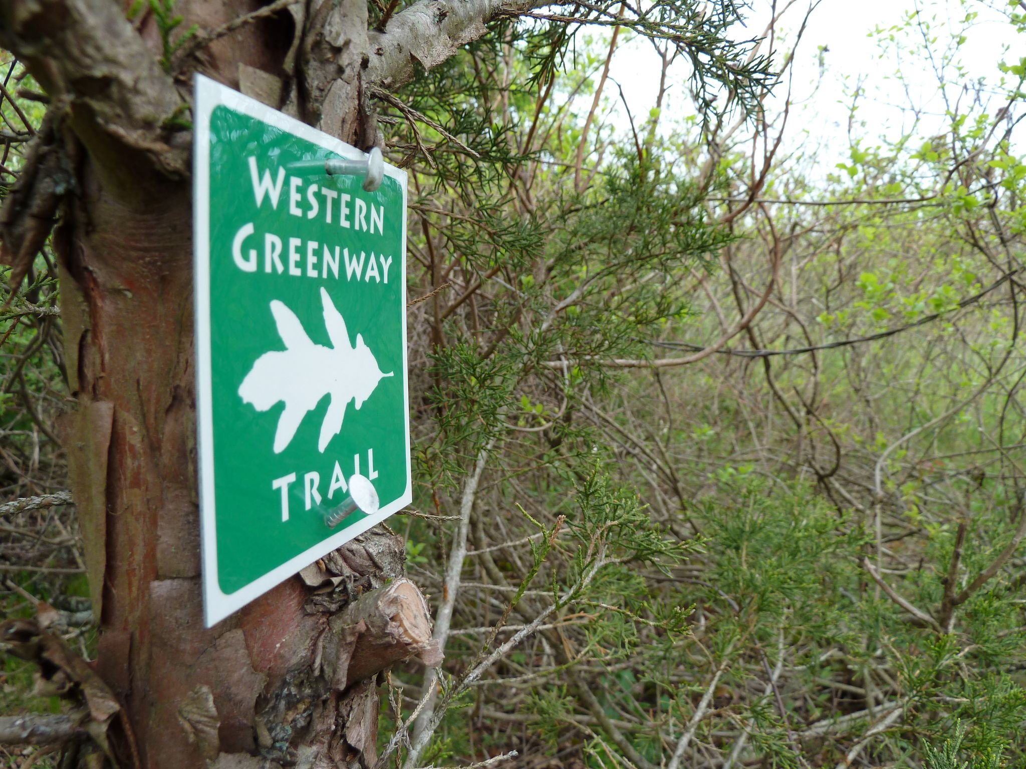 Green trail sign with a leaf symbol attached to a tree trunk. - Western Greenway Loop