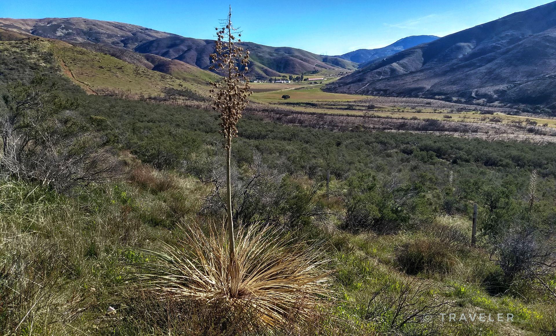 A tall, dry yucca plant stands in a vast, sunny valley.