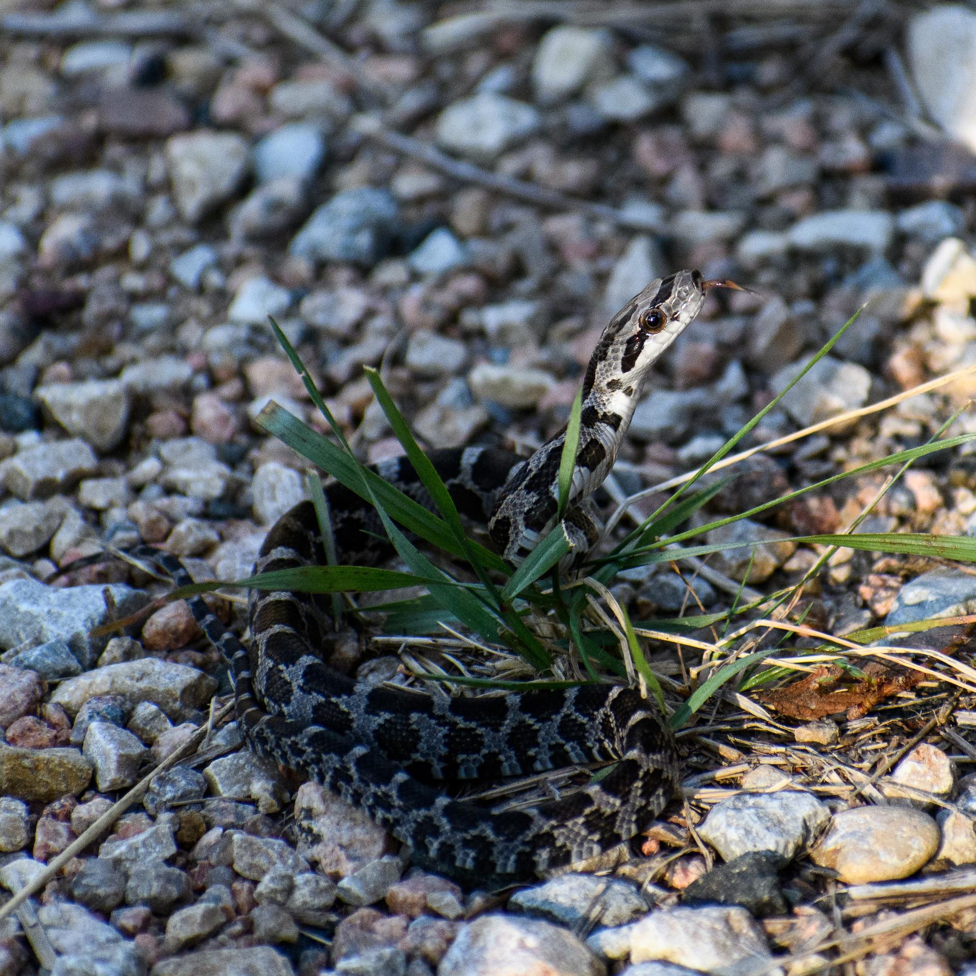 A patterned snake with its head raised in rocky terrain with grass.