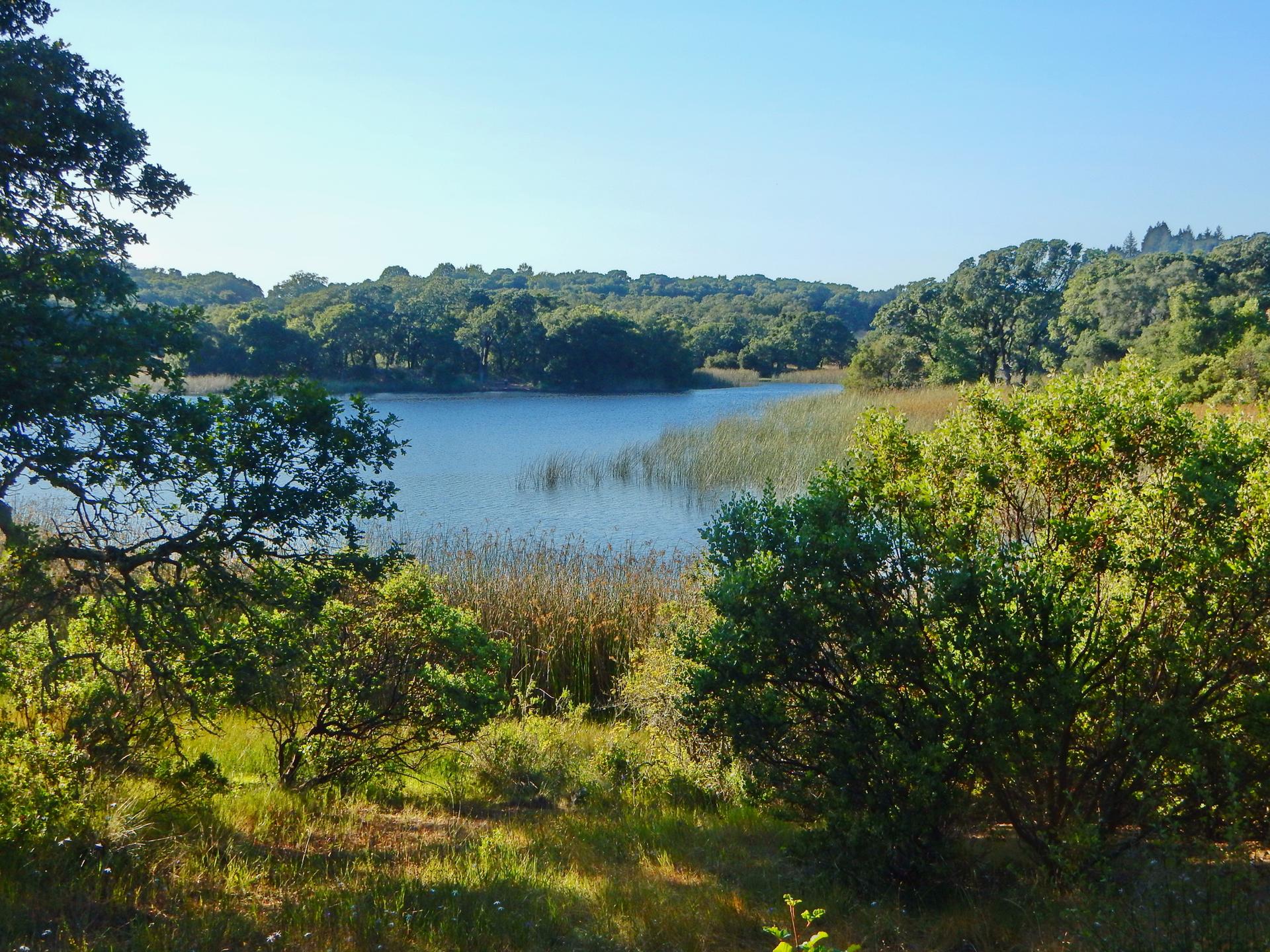 A calm lake surrounded by green trees and reeds under a clear sky.