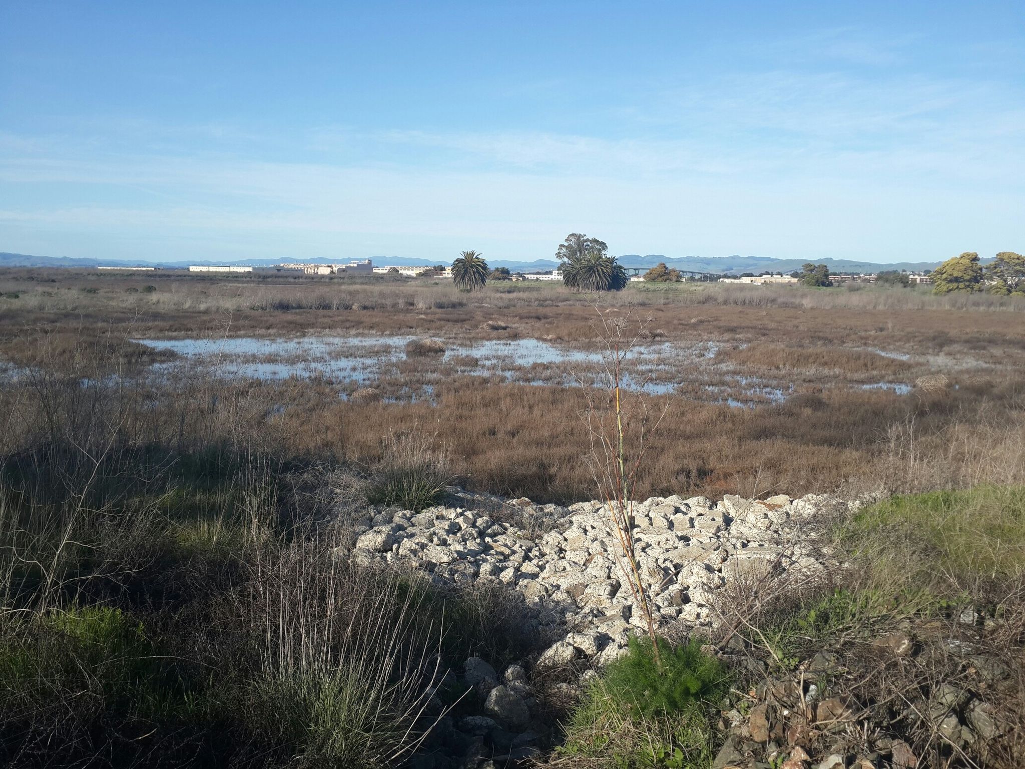 A sunny marshland with muddy water, dry grasses, and scattered rocks. - Mare Island San Pablo Bay Trail