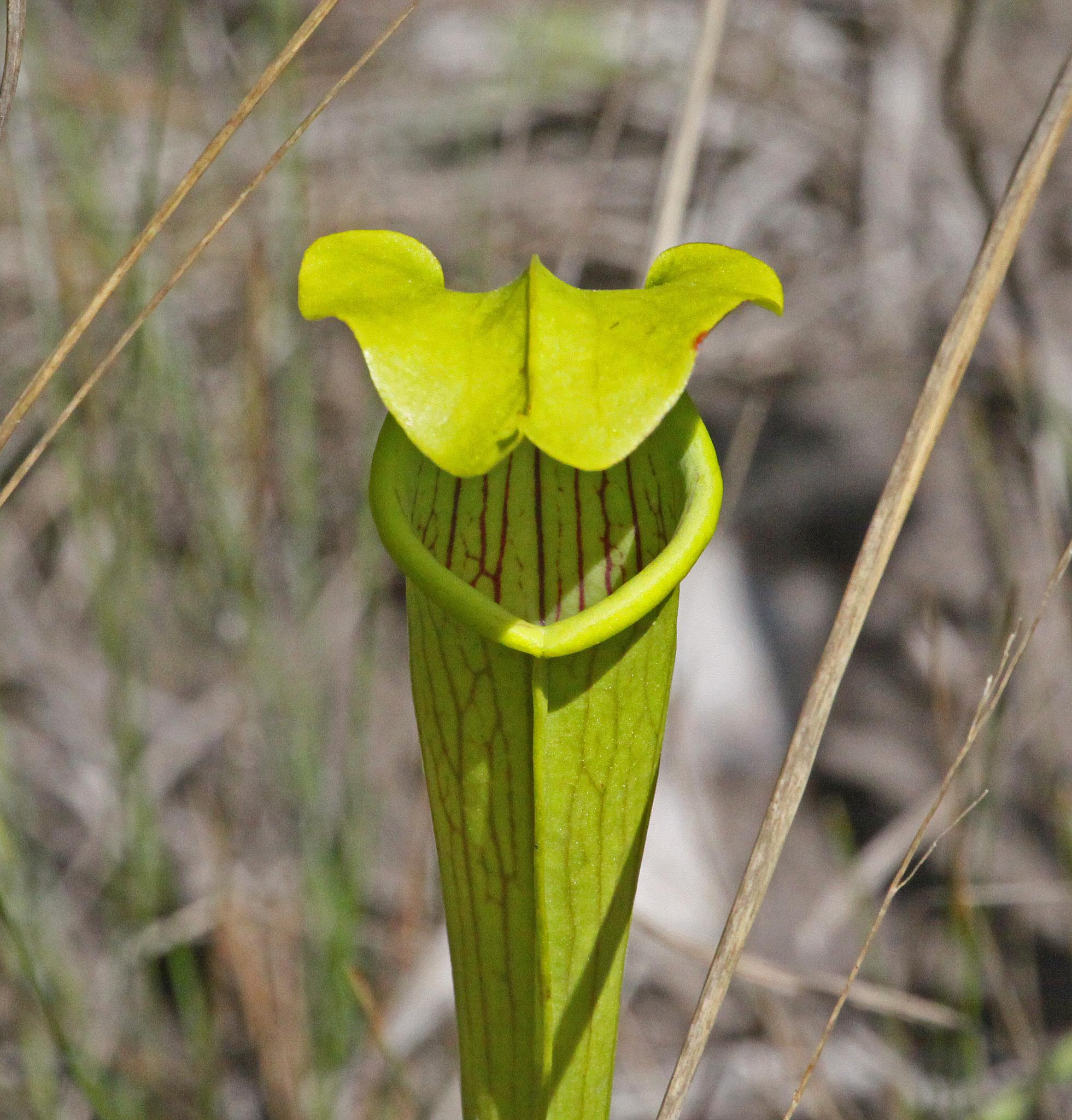 Close-up of a vibrant green pitcher plant in bright natural light.