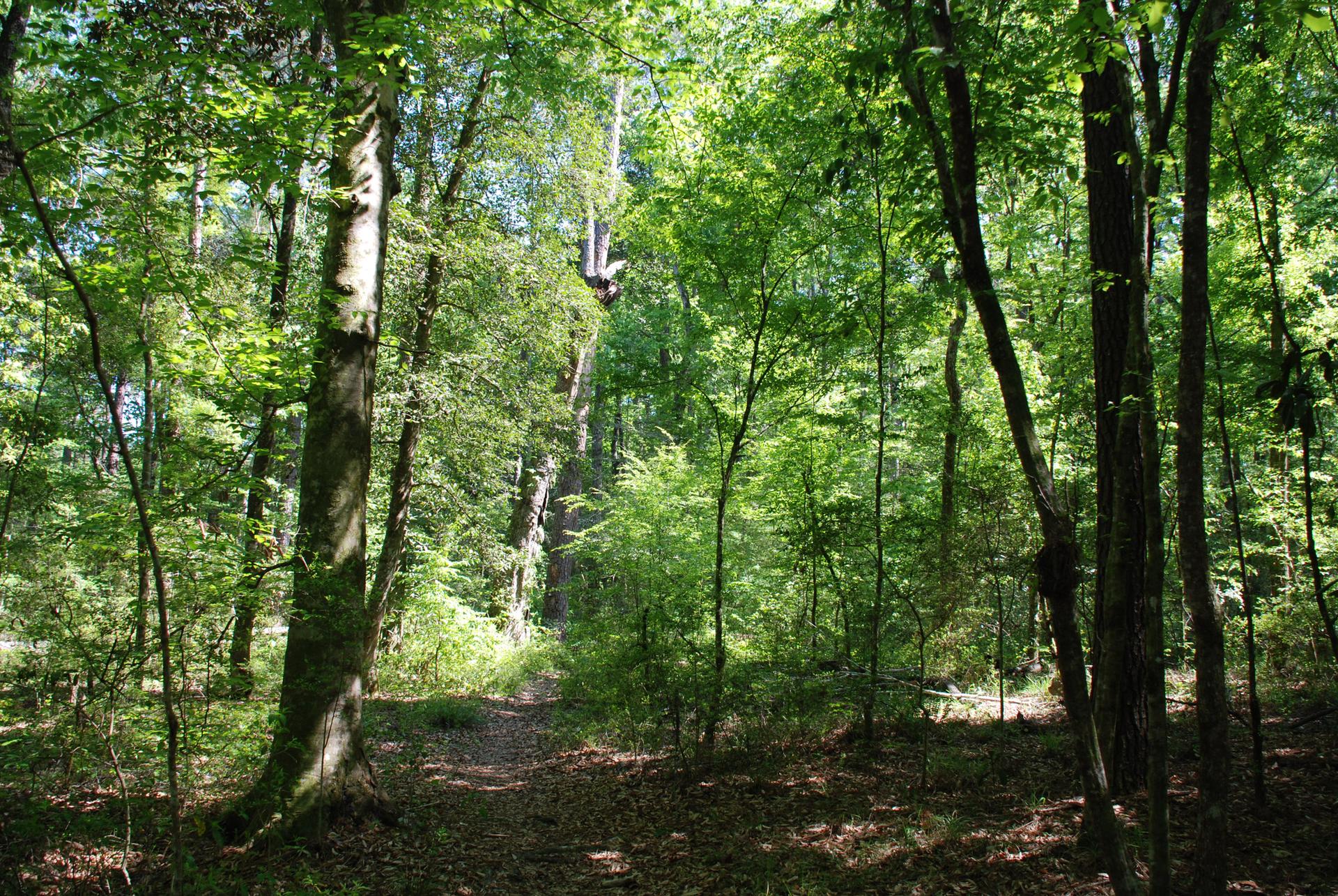 A sun-dappled forest path winding through dense green trees.