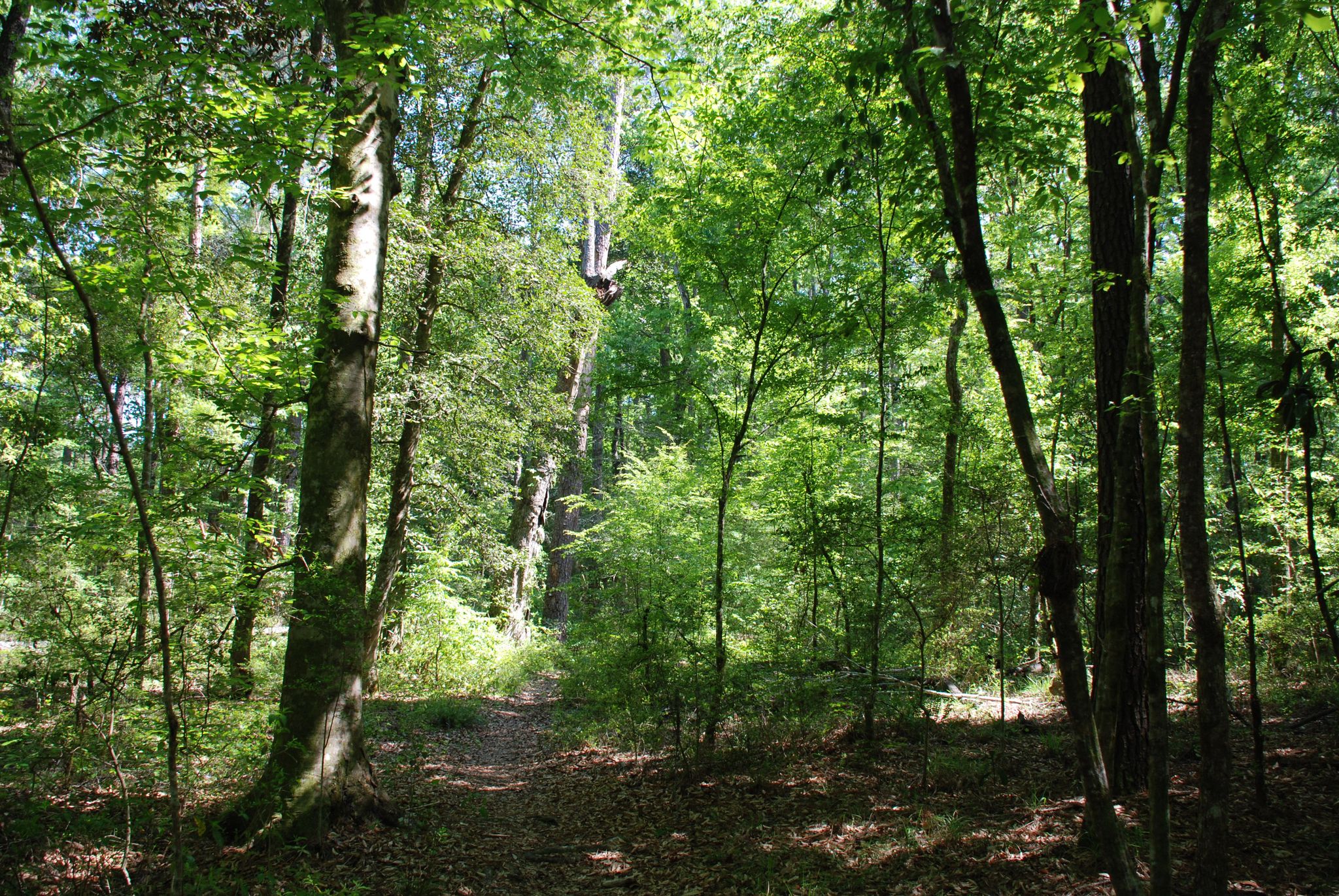 A sun-dappled forest path winding through dense green trees. - Lone Star, Big Creek, White Oak, and Pine Trail Loop