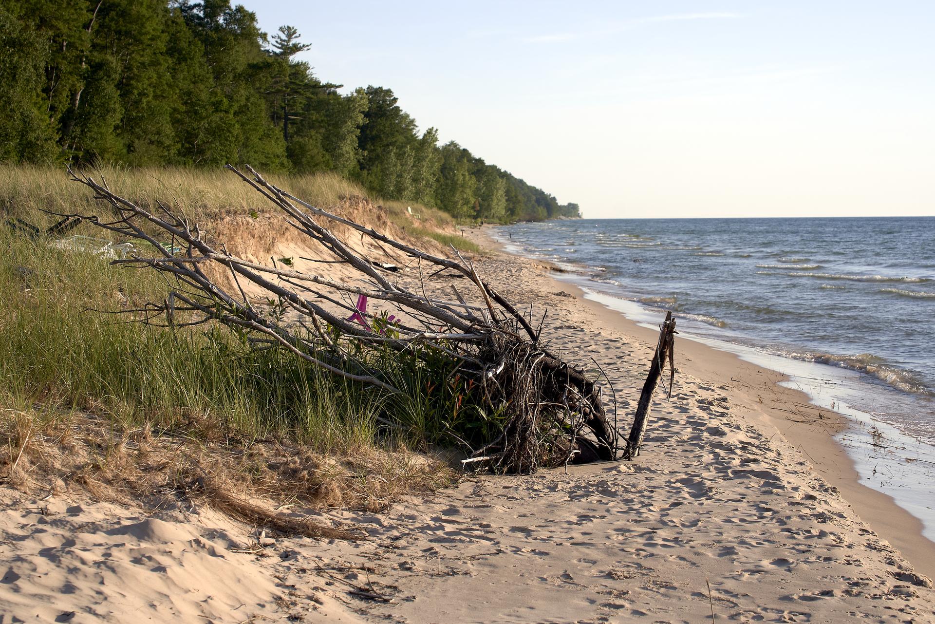 Large driftwood rests on a sandy beach beside a calm ocean and forested dunes.