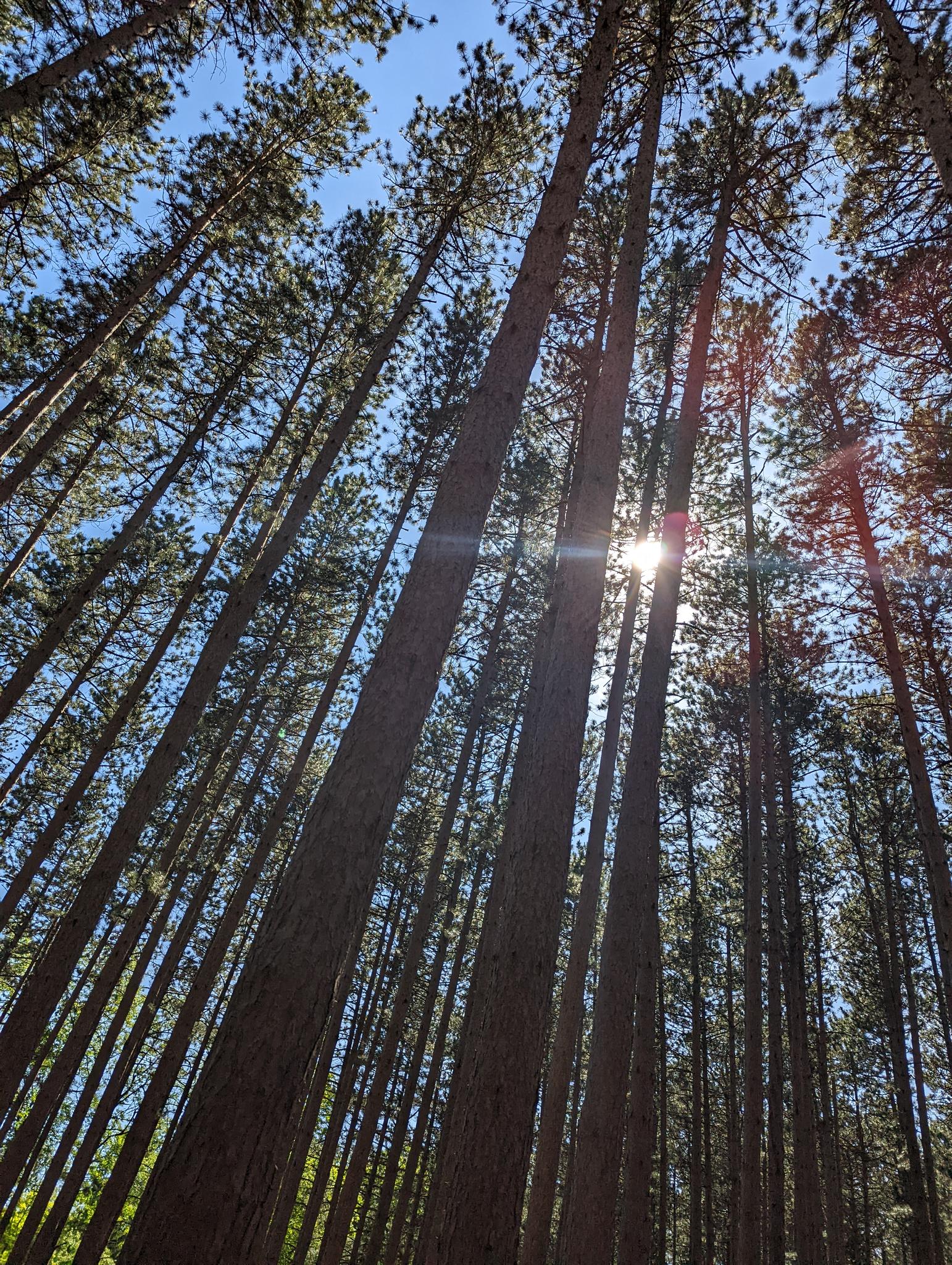 Tall pine trees reaching towards a bright blue sky with sun flare.