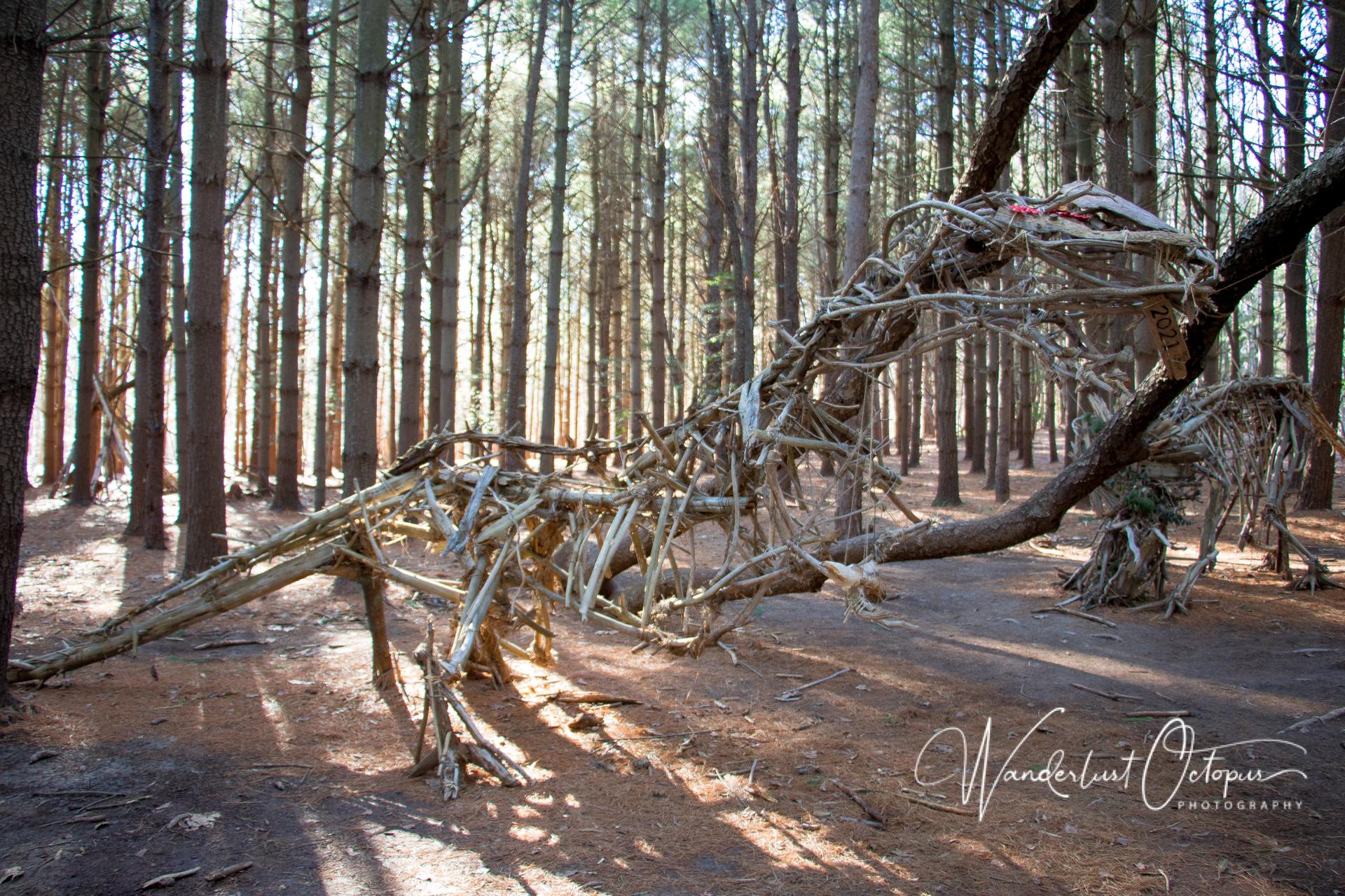 Large skeletal wooden sculpture in a dense pine forest with dappled sunlight.