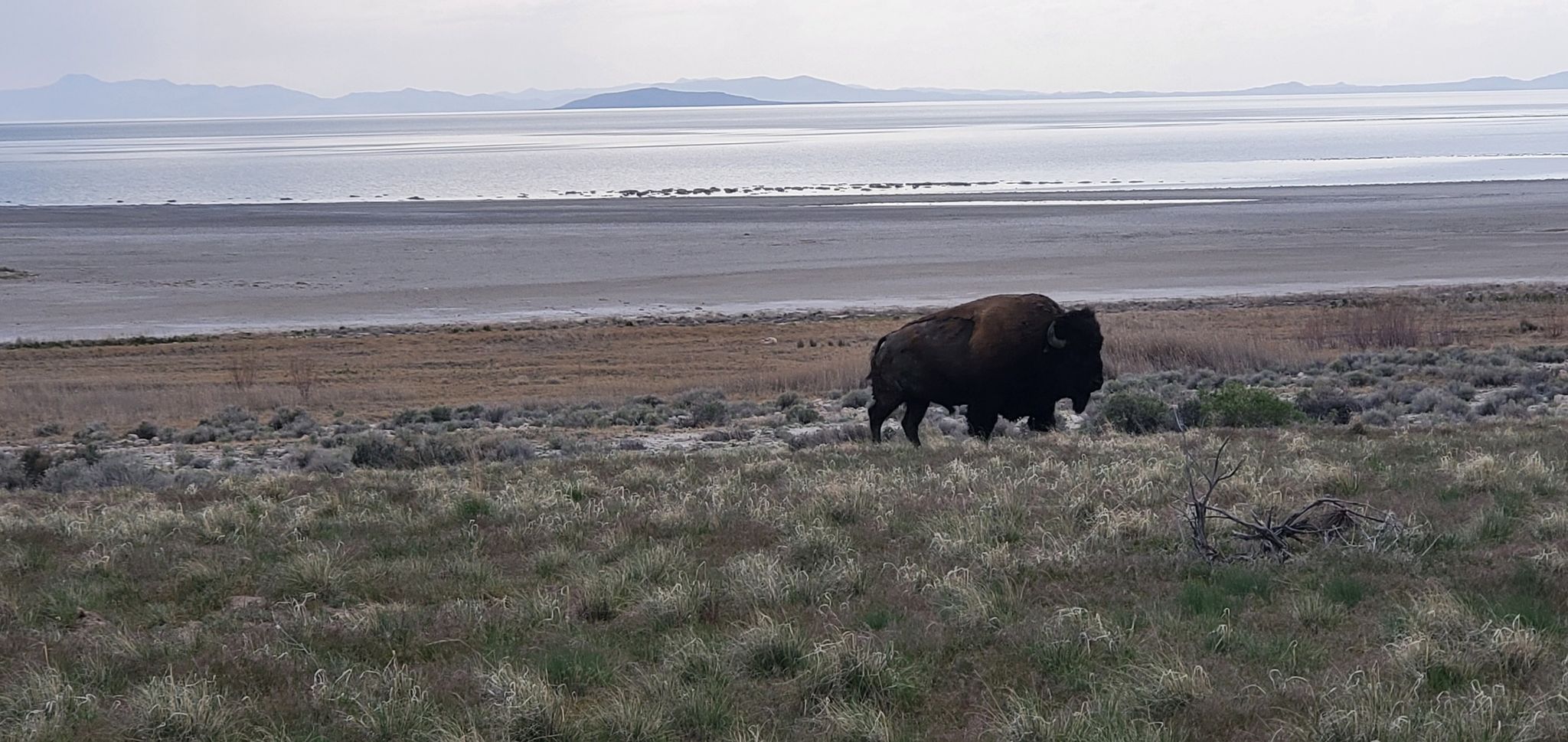 A bison grazing in a grassy field with a large body of water. - Lakeside Loop