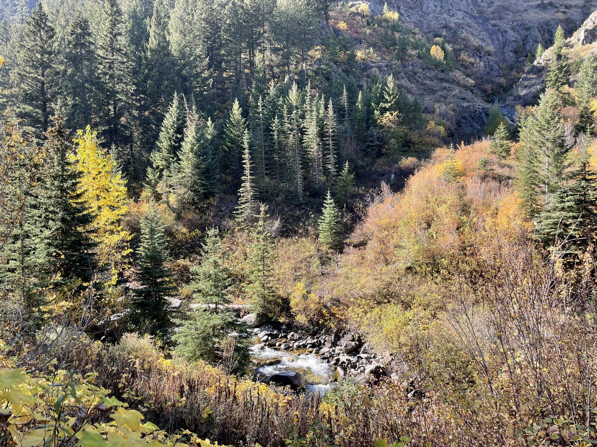 Stream flowing through a vibrant autumn forest with golden and green trees.