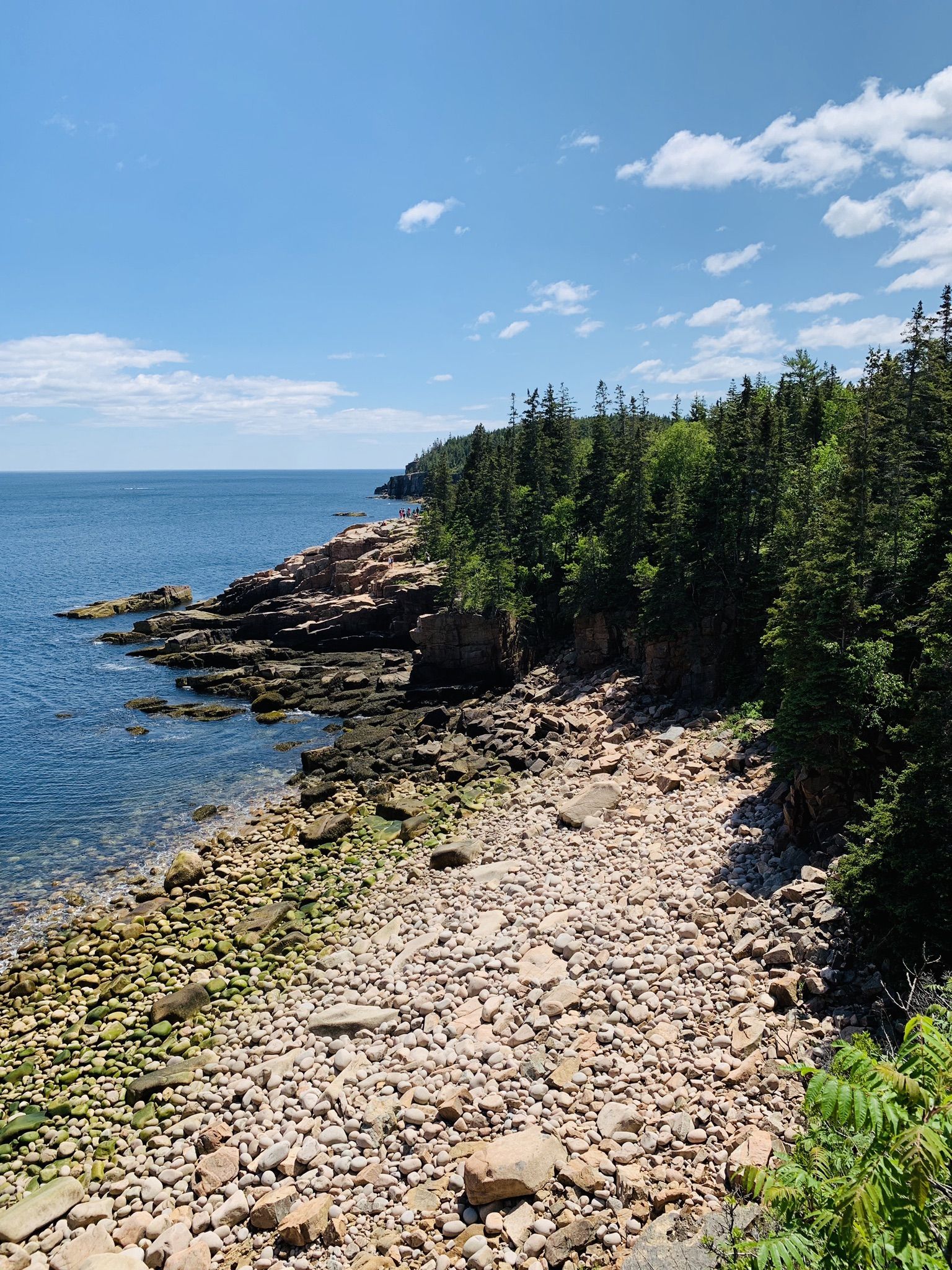 Sunny rocky coastline with clear blue water, green trees, and a bright sky. - Cadillac Mountain and Bar Harbor Figure-8