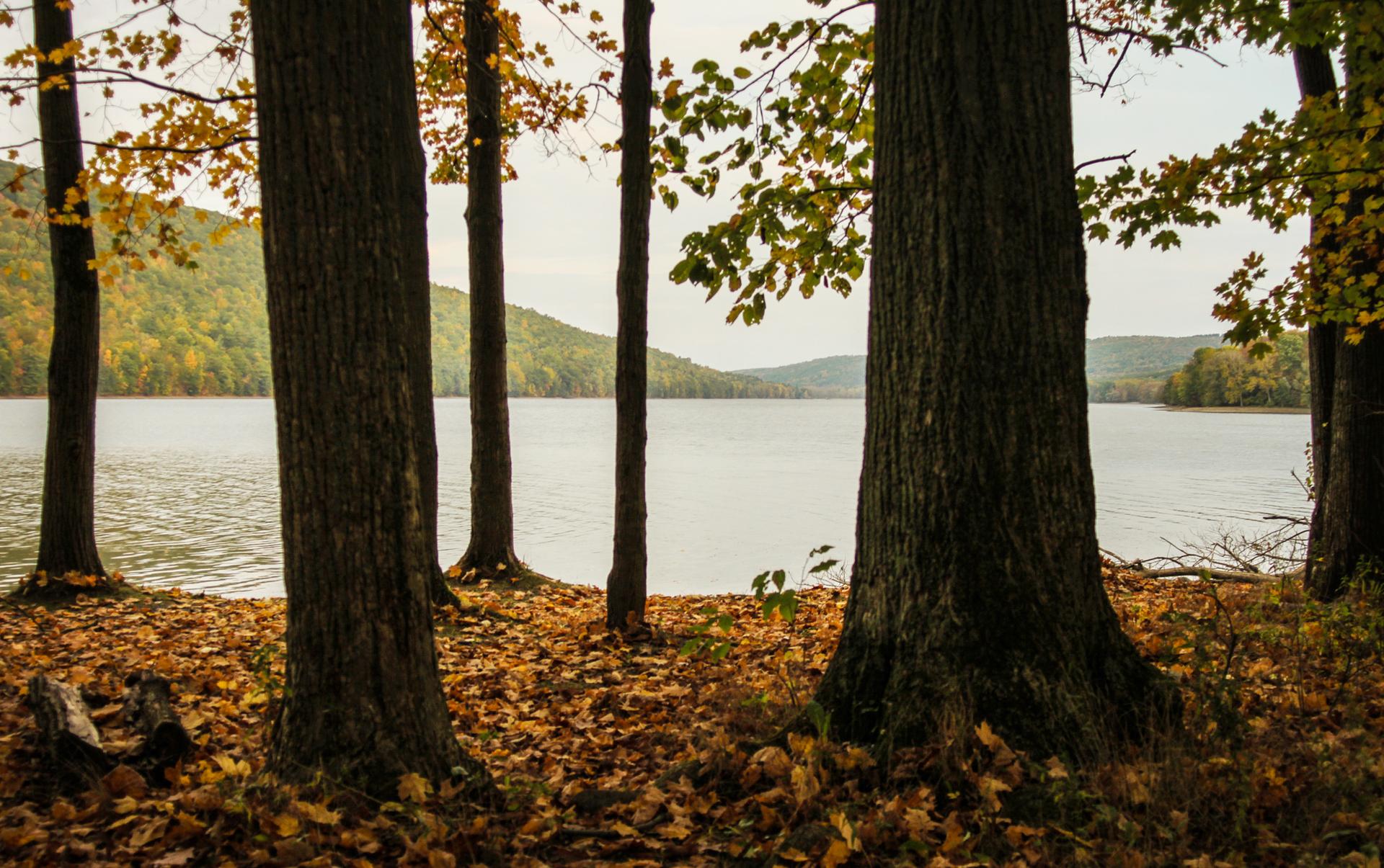Autumn trees with fallen leaves by a calm lake under an overcast sky.