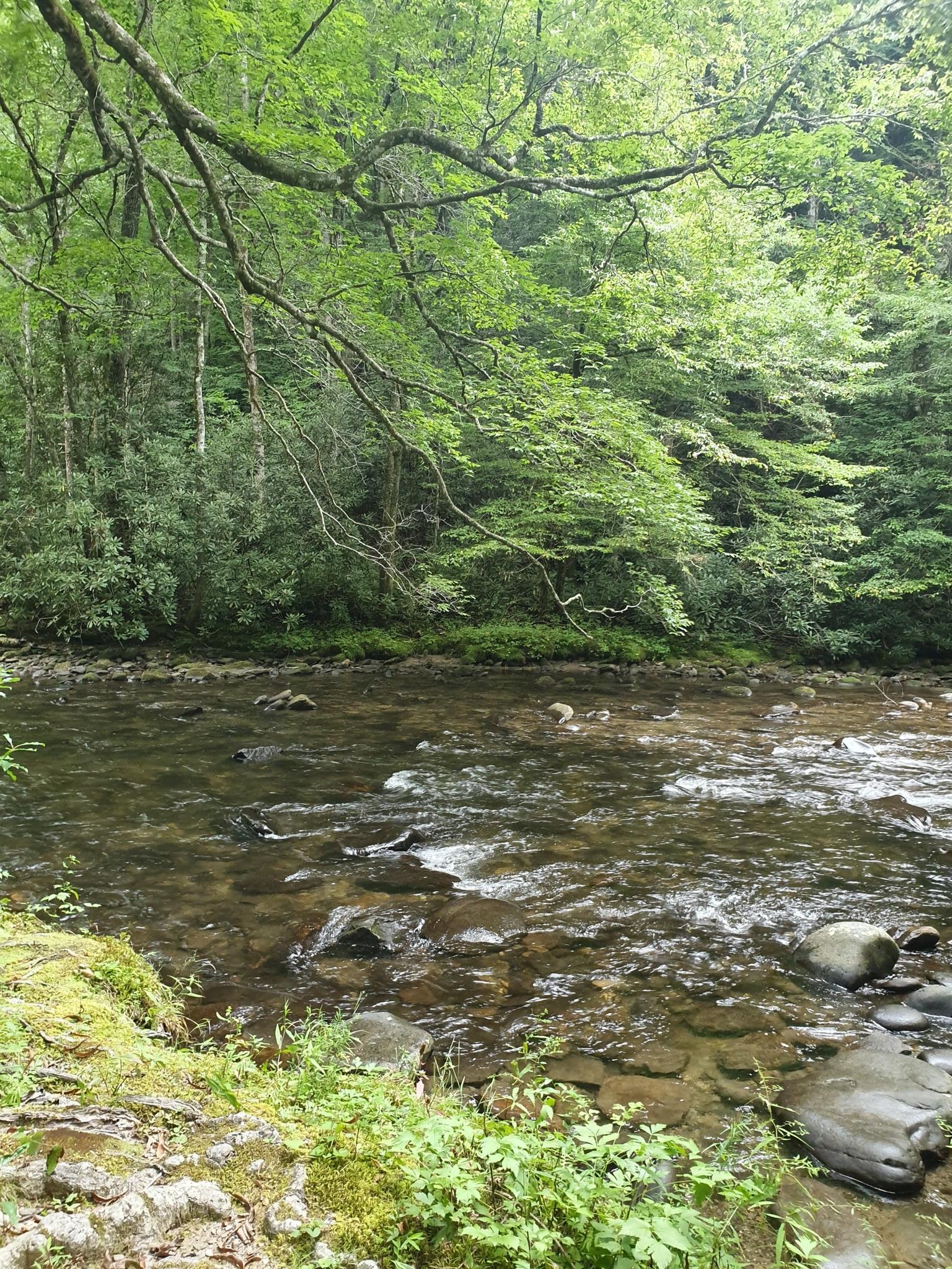 Wide, clear river with rocks, surrounded by lush green forest.