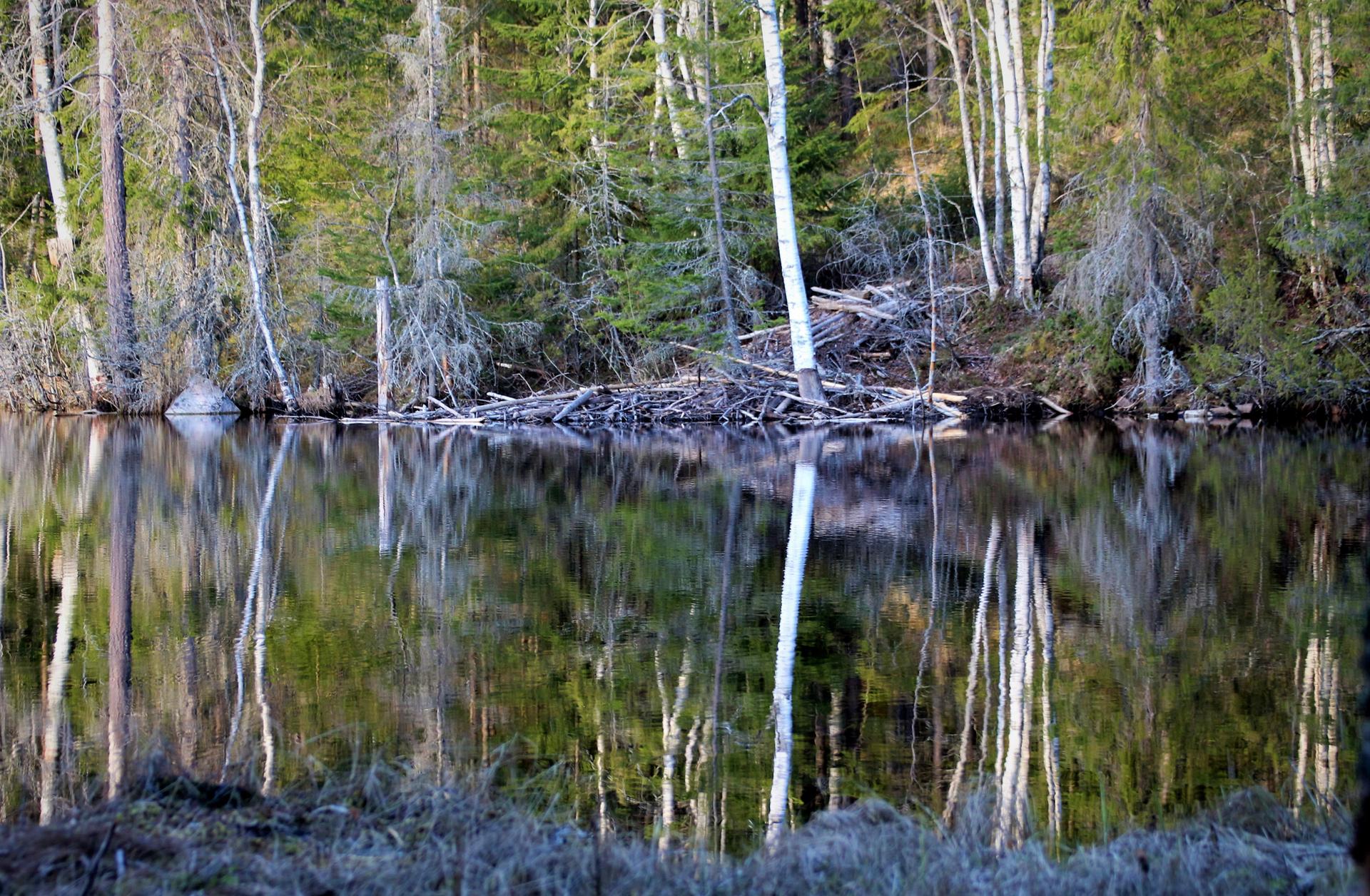 Still water perfectly reflects a dense forest with birch and evergreen trees.