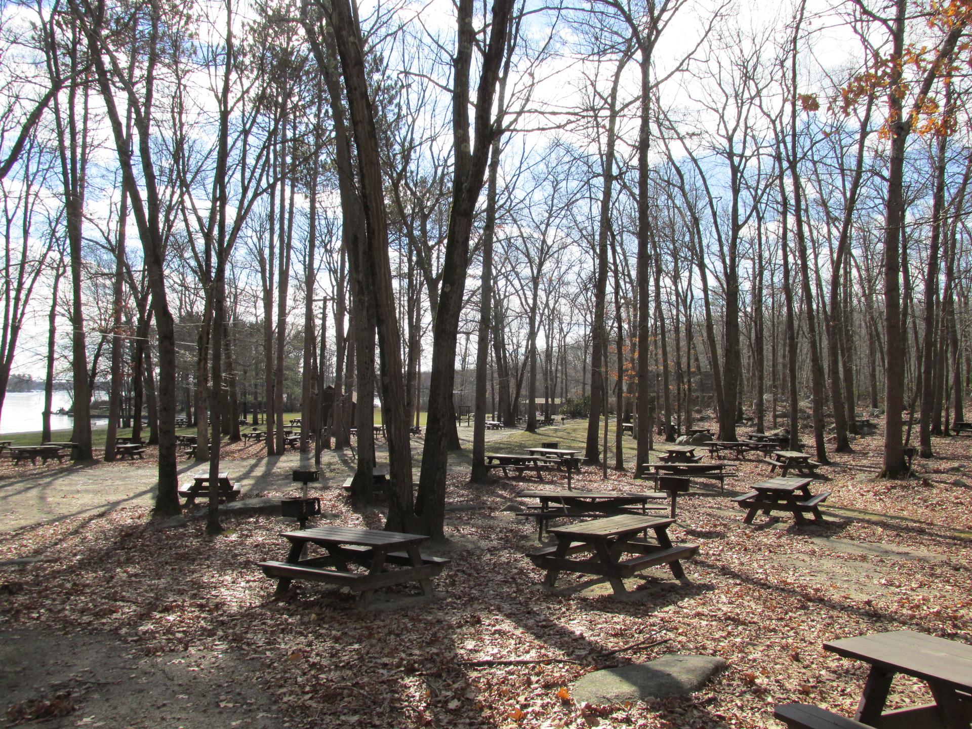 Numerous picnic tables under bare trees in a sunny forest by a lake.