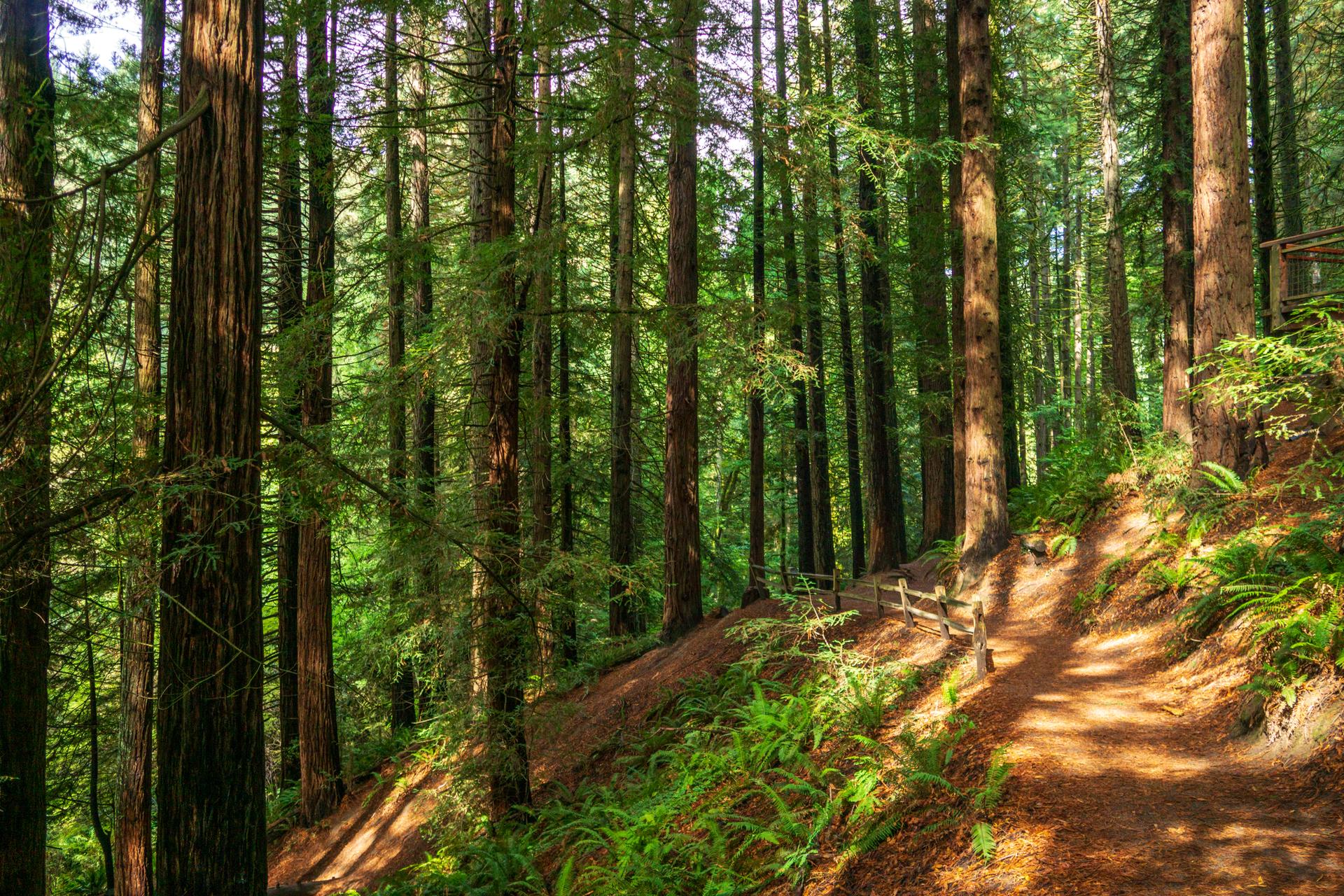A sunlit forest path winding through tall redwood trees and lush ferns.