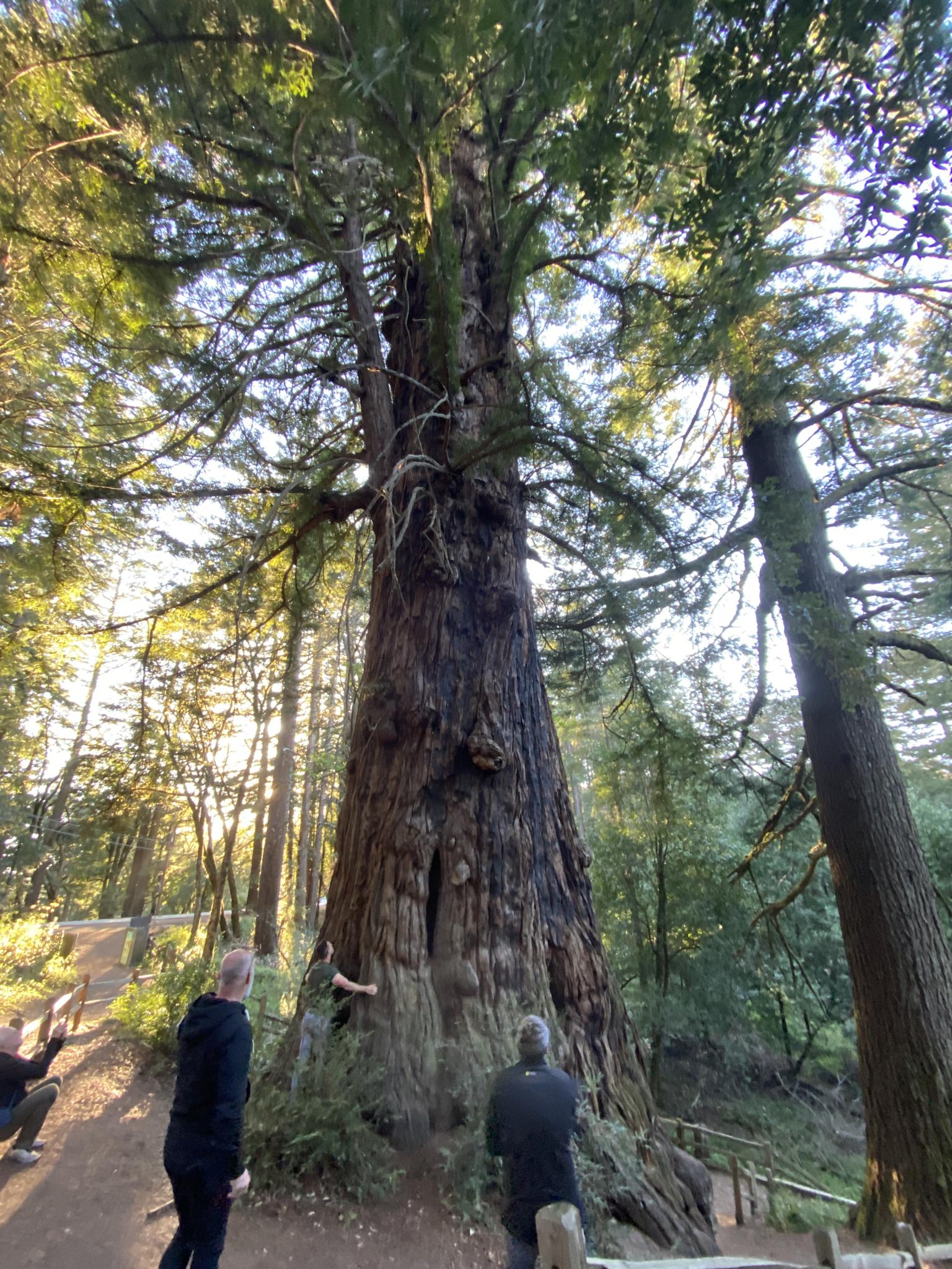 People admiring a massive, ancient tree in a sunlit forest.