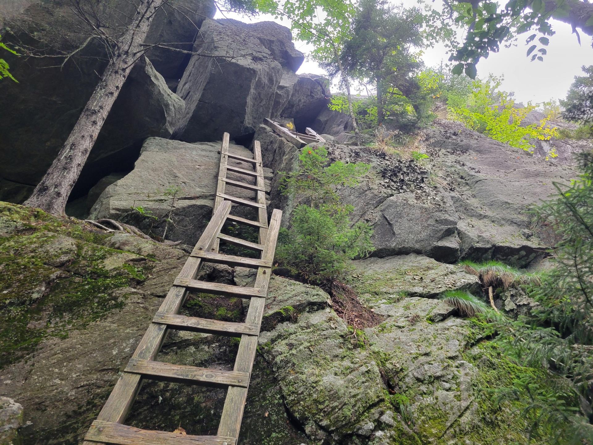 A rustic wooden ladder ascends a steep, mossy rock face in a forest.
