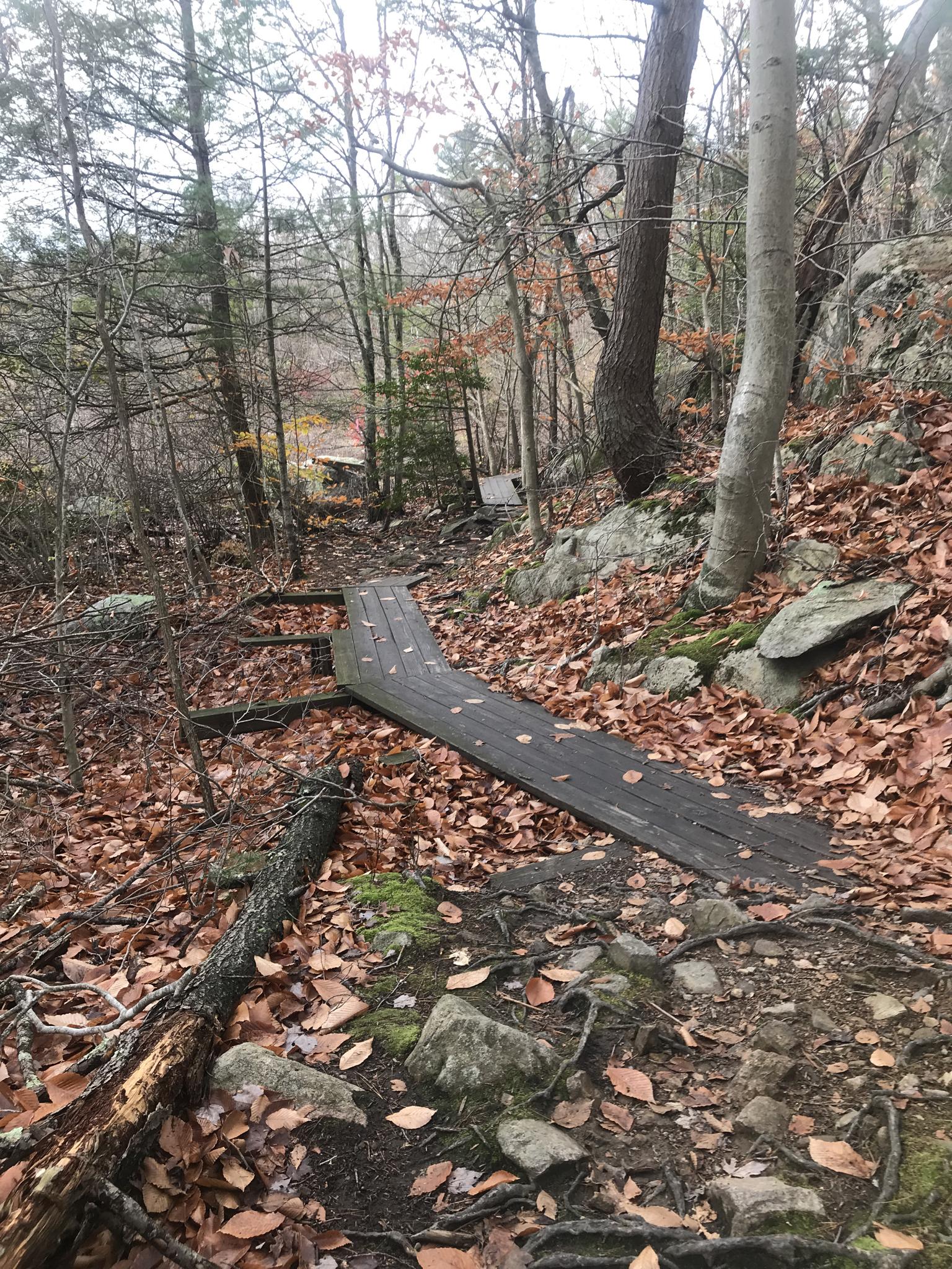 Wooden plank path on a leaf-covered forest floor, autumn light.