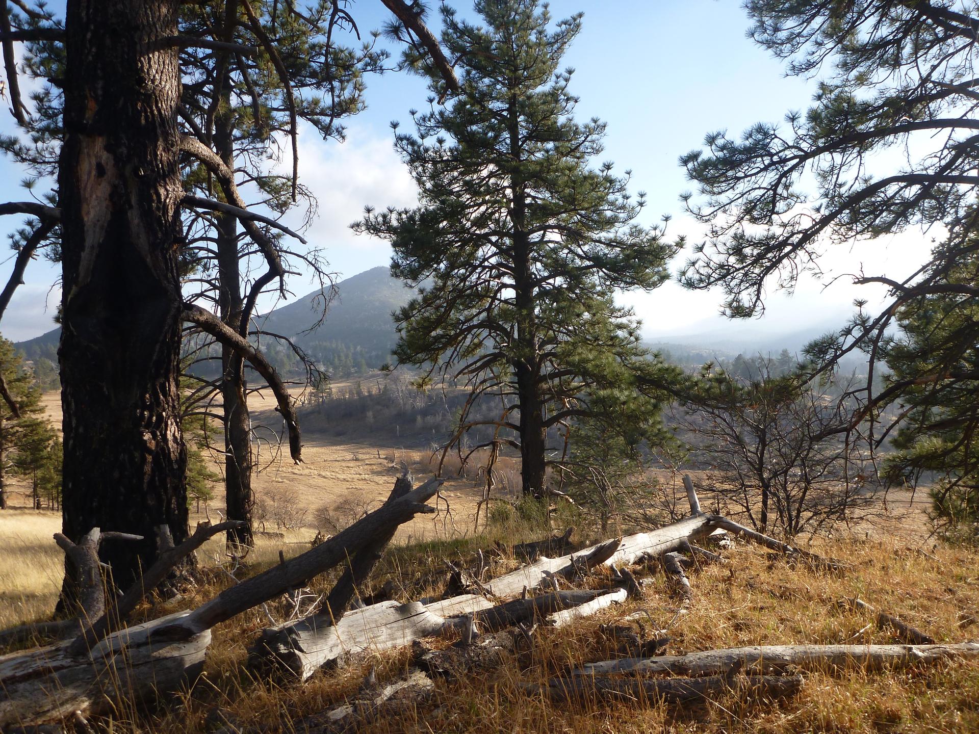 Sunny view of a grassy field, pine trees, and distant mountain.
