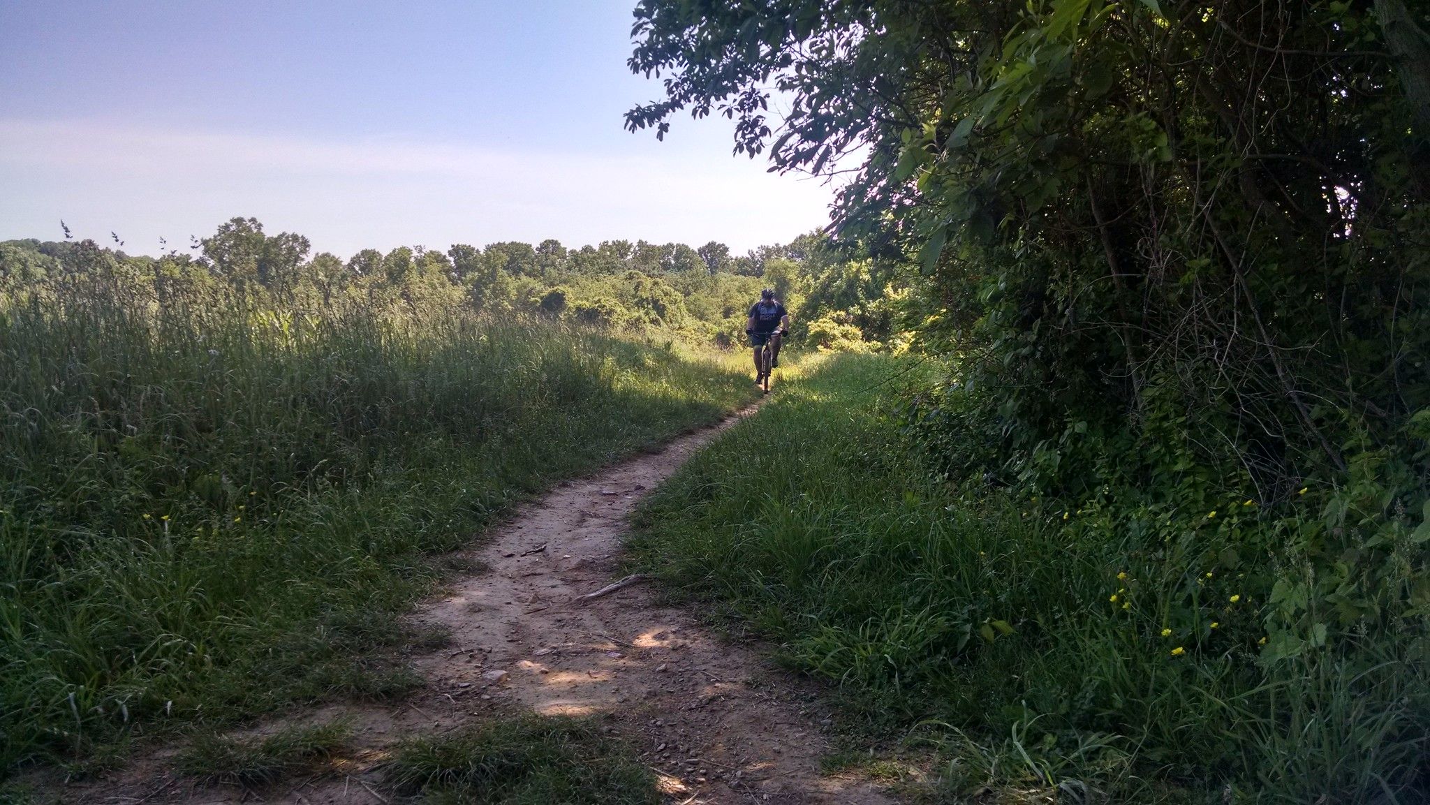 Cyclist on a sunlit dirt path through tall grass and dense foliage. - Whitely Farms loop from White Clay Creek Preserve