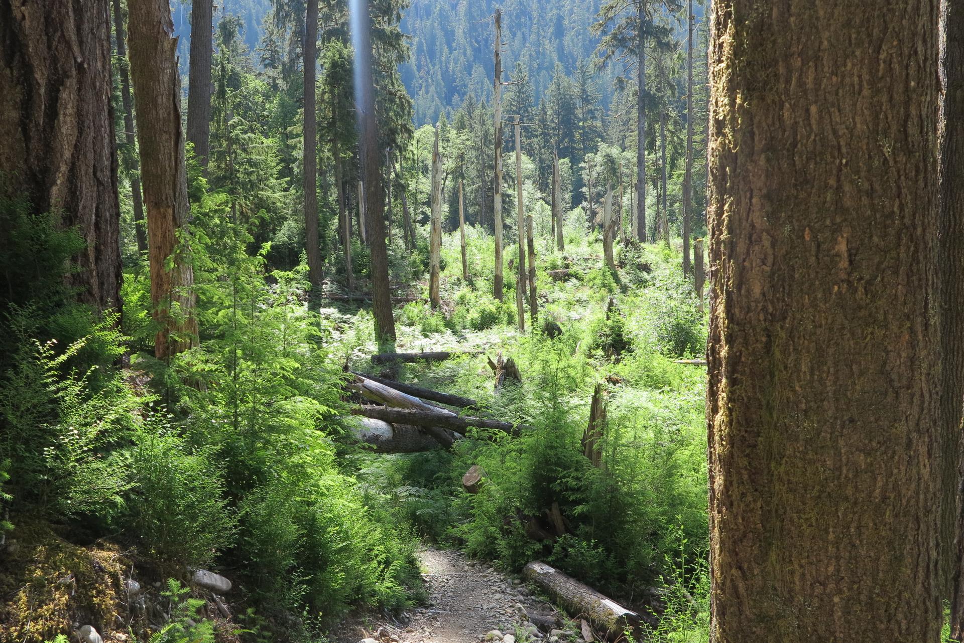 Sunlit forest path winding through tall trees and fallen logs.
