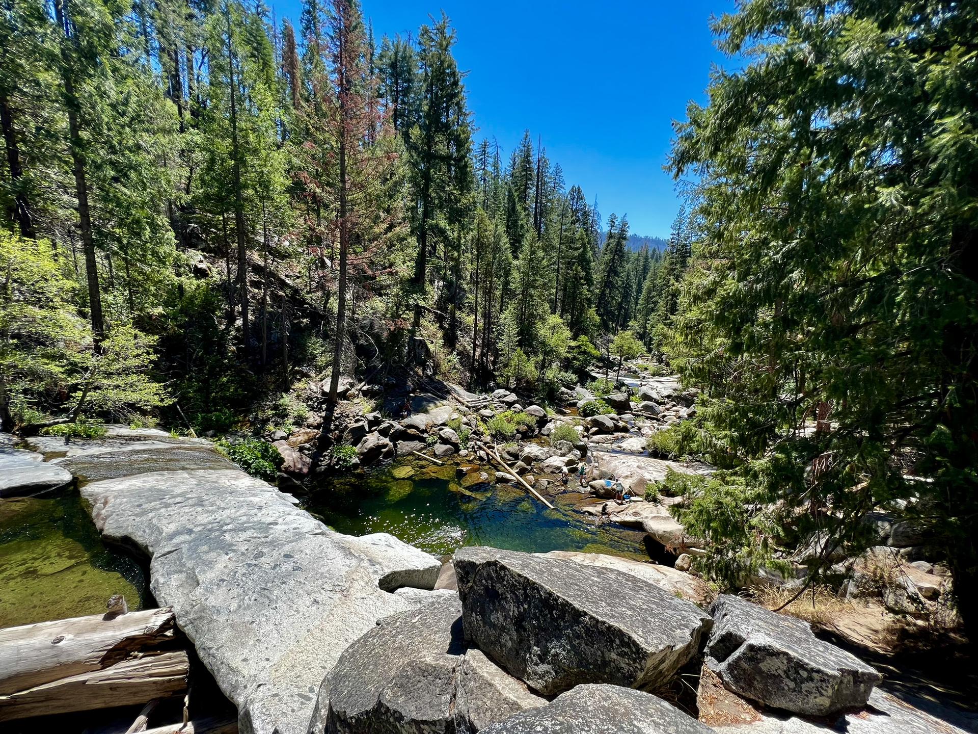 A rocky riverbed with clear water flows through a sun-drenched evergreen forest.
