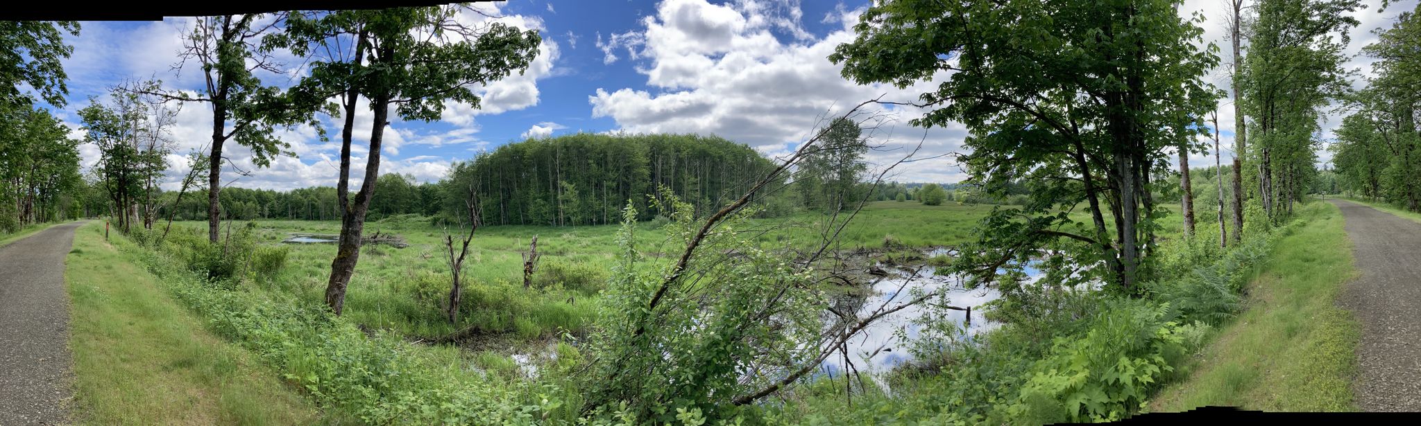 Panoramic view of a sunny wetland with green fields, trees, and a dirt path. - Trail at Snoqualmie River – Tolt Suspension Bridge loop from Carnation