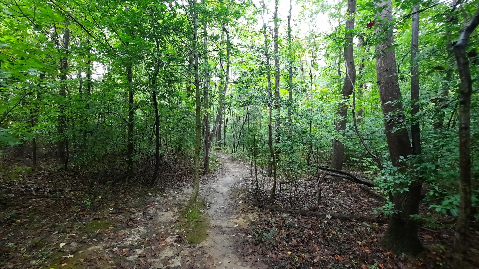 A winding dirt path through a dense, bright green forest.
