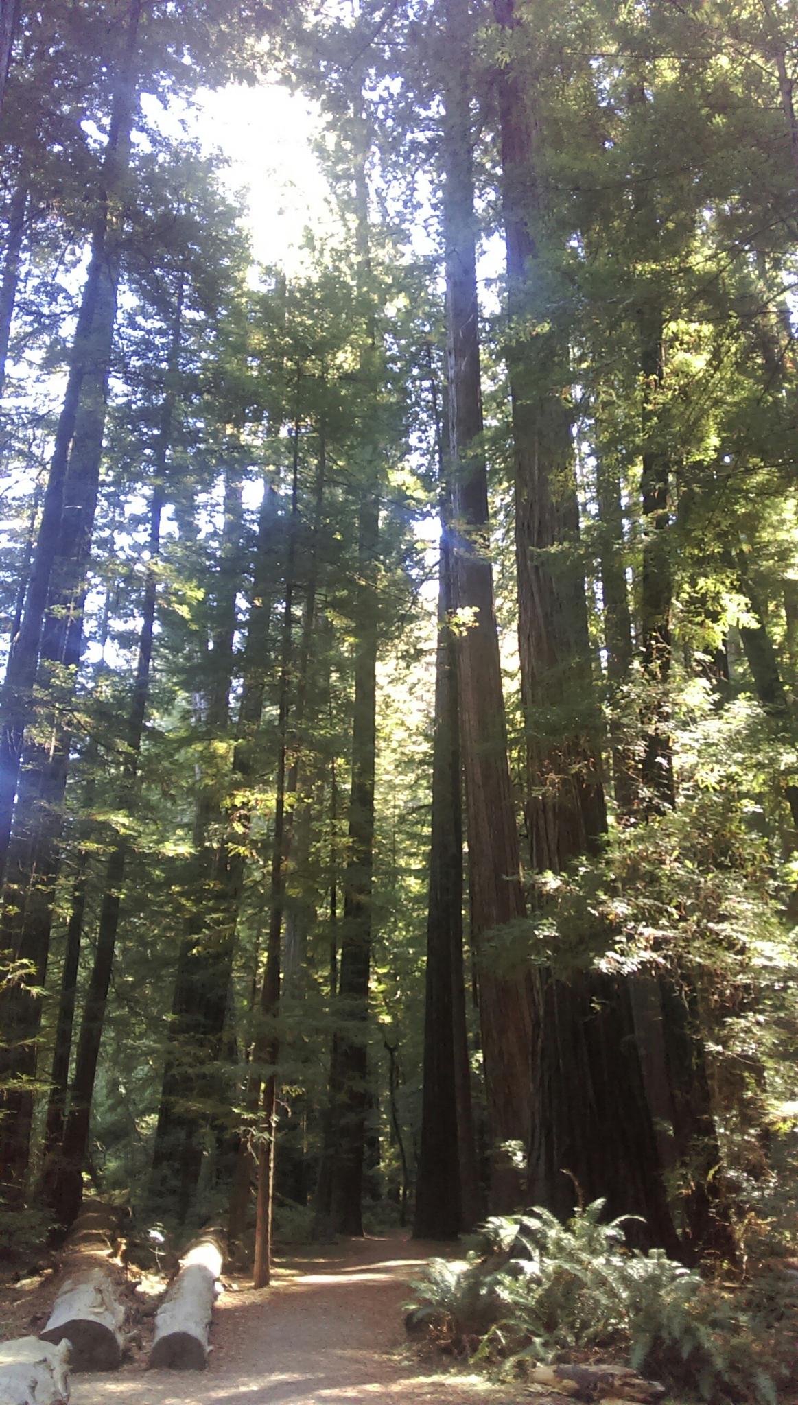 Sunlight streams through the canopy of a dense, tall tree forest.