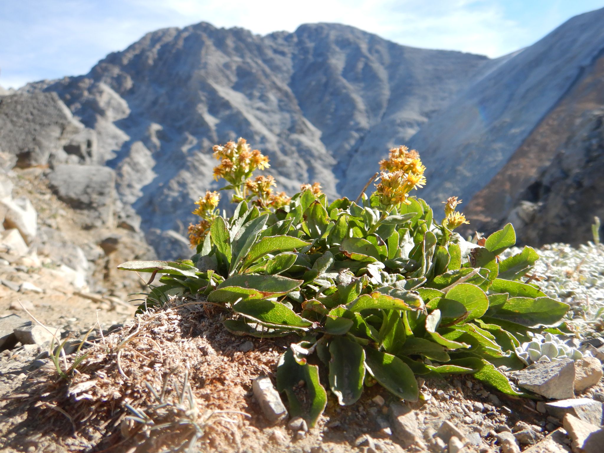 Close-up of yellow flowering plant on rocky ground with a mountain backdrop. - Borah Peak Trail