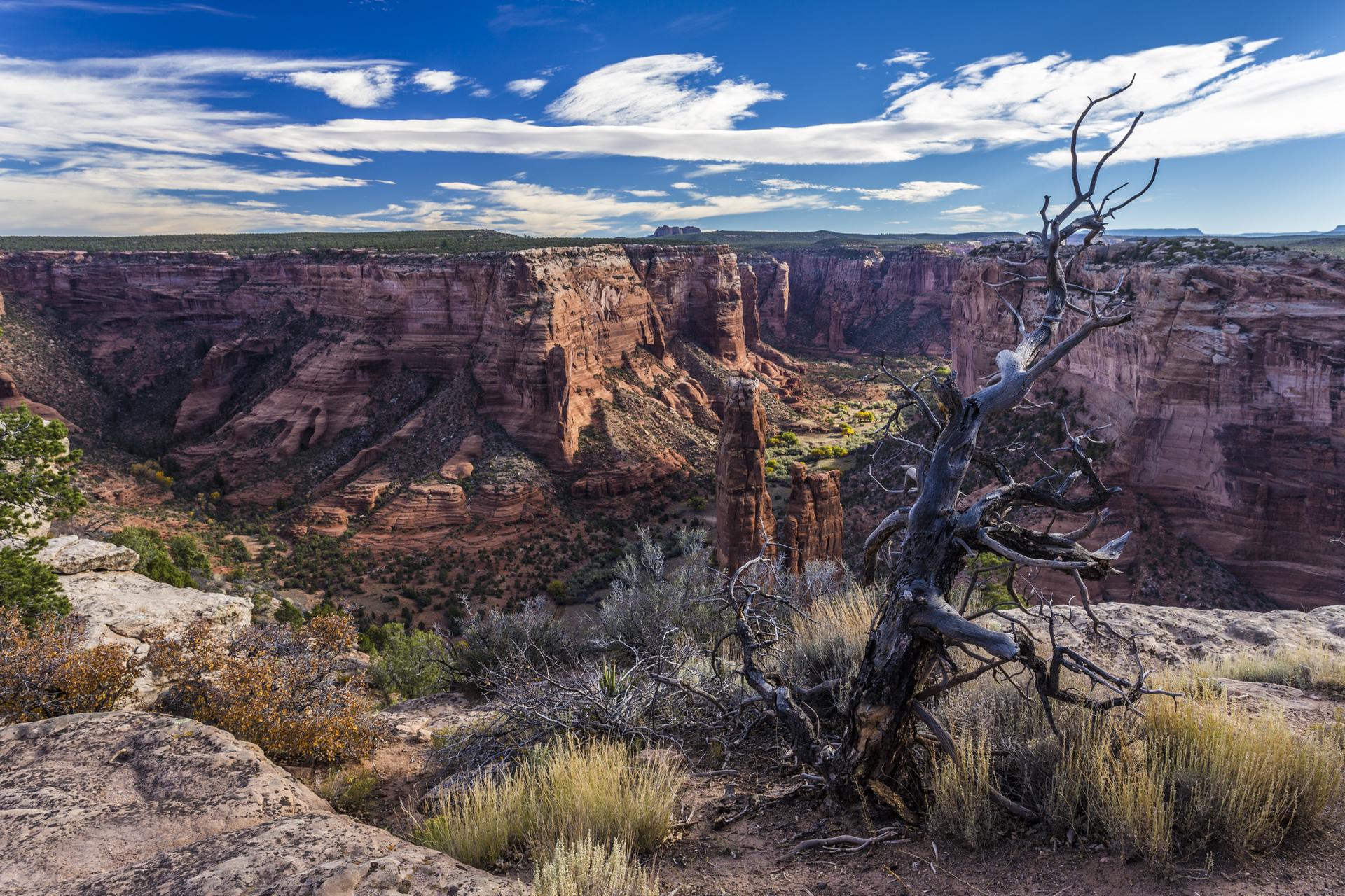 Deep canyon with red cliffs and a gnarled dead tree under a bright blue sky.