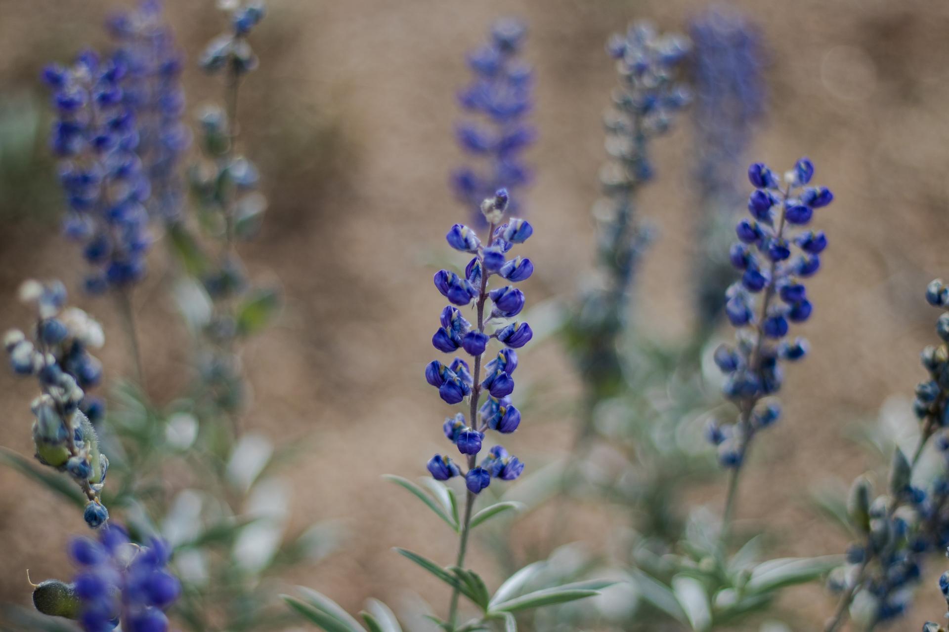 Close-up of vibrant purple wildflowers with a soft, blurred background.