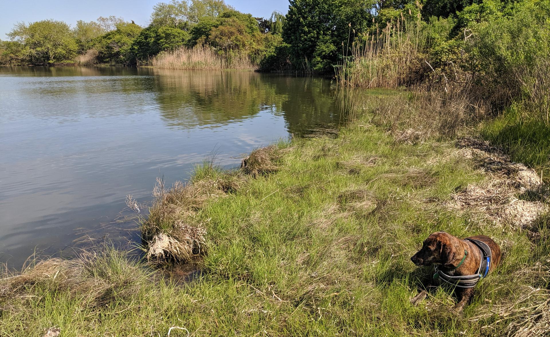 A brown dog sits on a grassy bank beside a calm body of water.