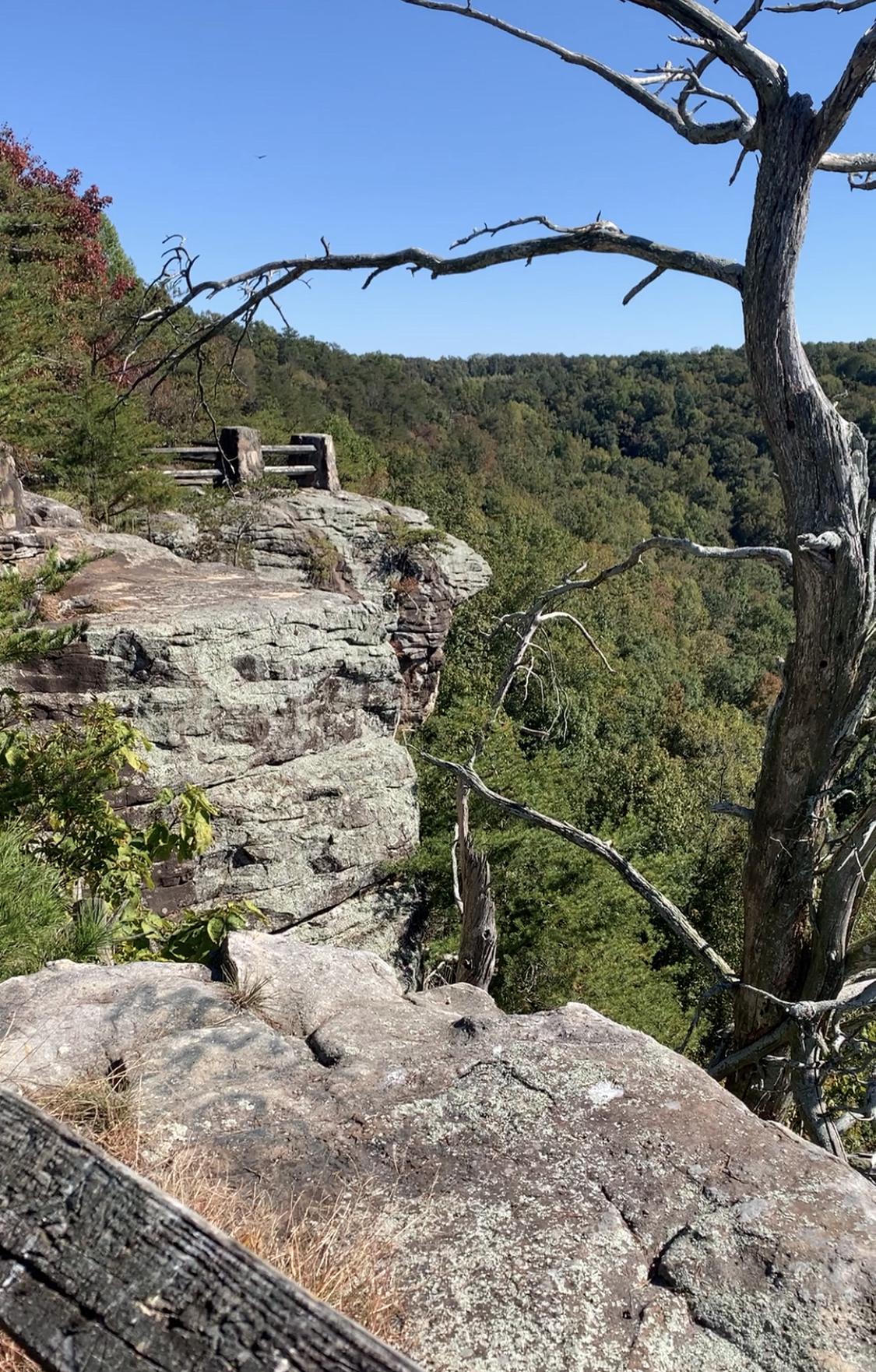 A dead tree frames a sunny view from a rocky cliff over a green forest.